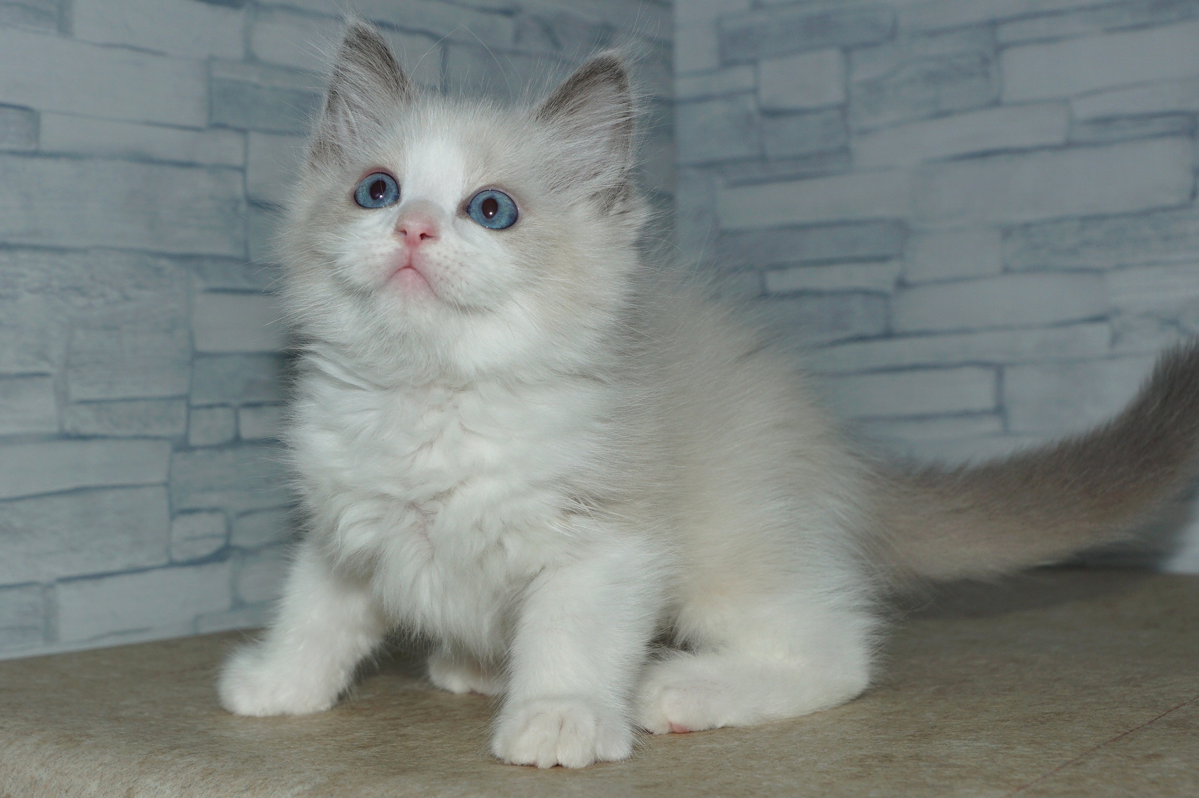 神奈川県のラグドール (きくちペット湘南平塚店/2026年2月27日生まれ/男の子/ブルーポイントバイカラー)の子猫の2枚目の画像