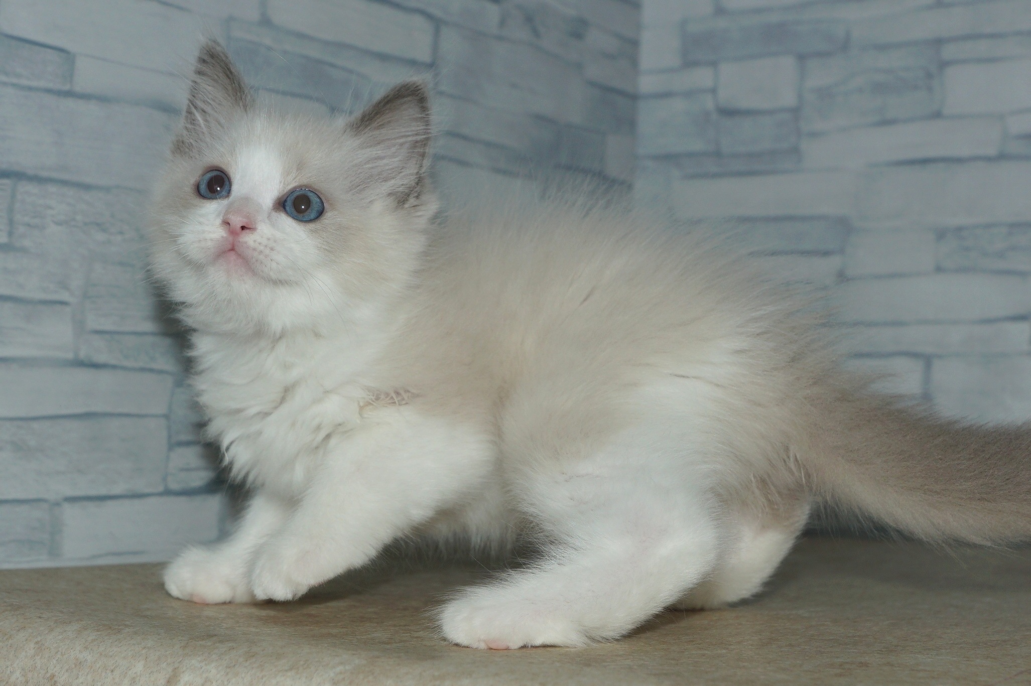 神奈川県のラグドール (きくちペット湘南平塚店/2026年2月27日生まれ/男の子/ブルーポイントバイカラー)の子猫の3枚目の画像