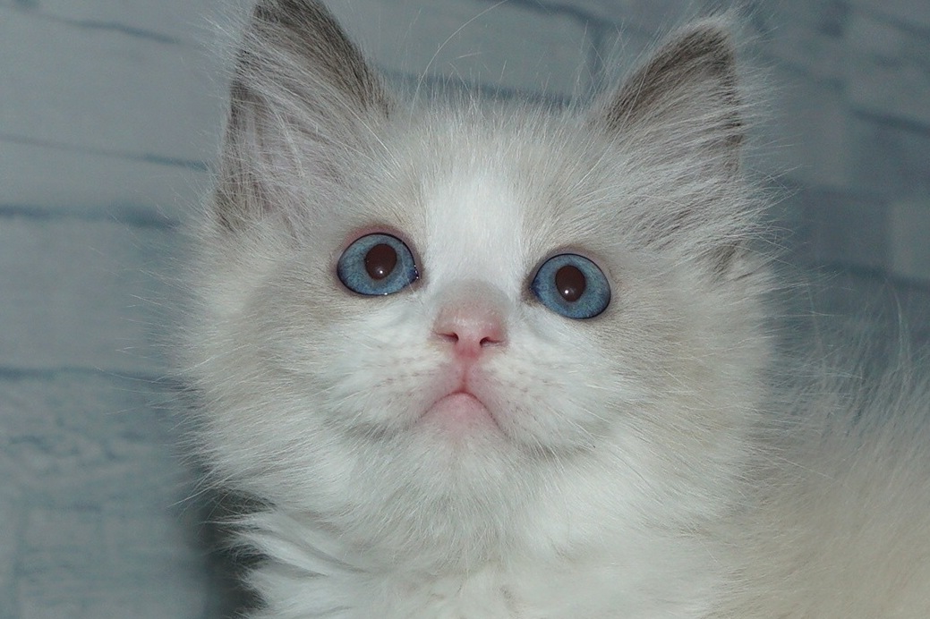 神奈川県のラグドール (きくちペット湘南平塚店/2026年2月27日生まれ/男の子/ブルーポイントバイカラー)の子猫の1枚目の画像