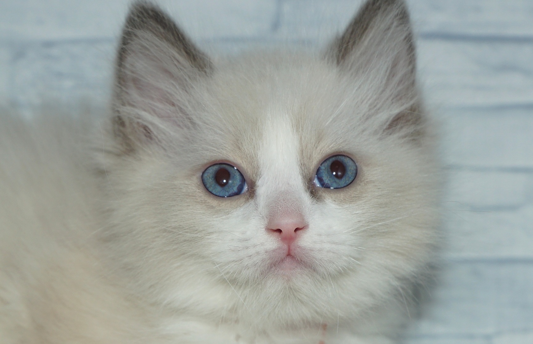 神奈川県のラグドール (きくちペット湘南平塚店/2026年2月27日生まれ/男の子/ブルーポイントバイカラー)の子猫の1枚目の画像