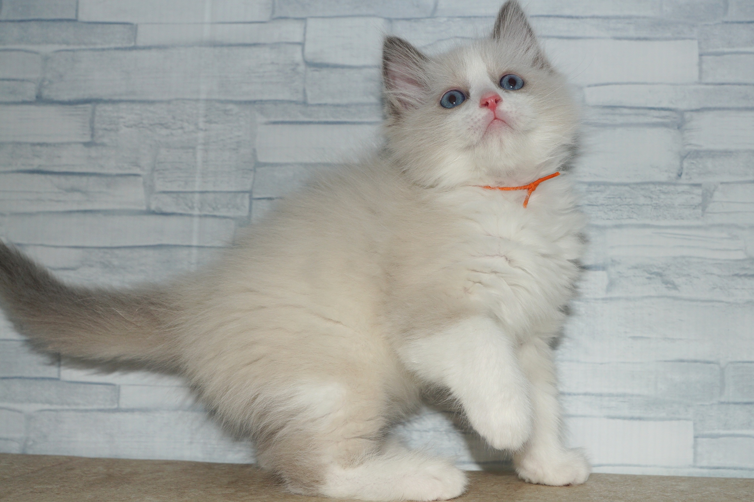 神奈川県のラグドール (きくちペット湘南平塚店/2026年2月27日生まれ/男の子/ブルーポイントバイカラー)の子猫の4枚目の画像