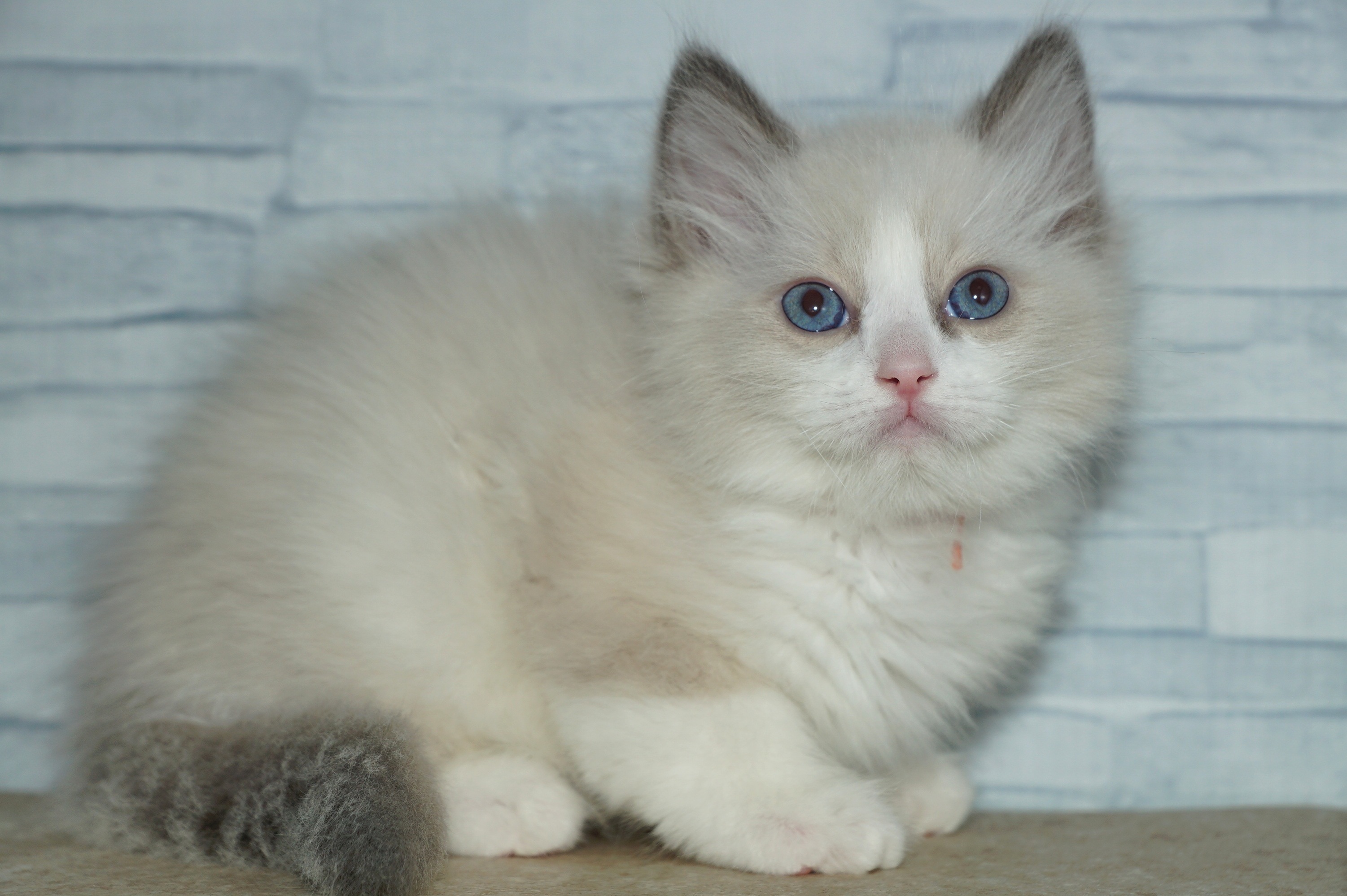 神奈川県のラグドール (きくちペット湘南平塚店/2026年2月27日生まれ/男の子/ブルーポイントバイカラー)の子猫の2枚目の画像