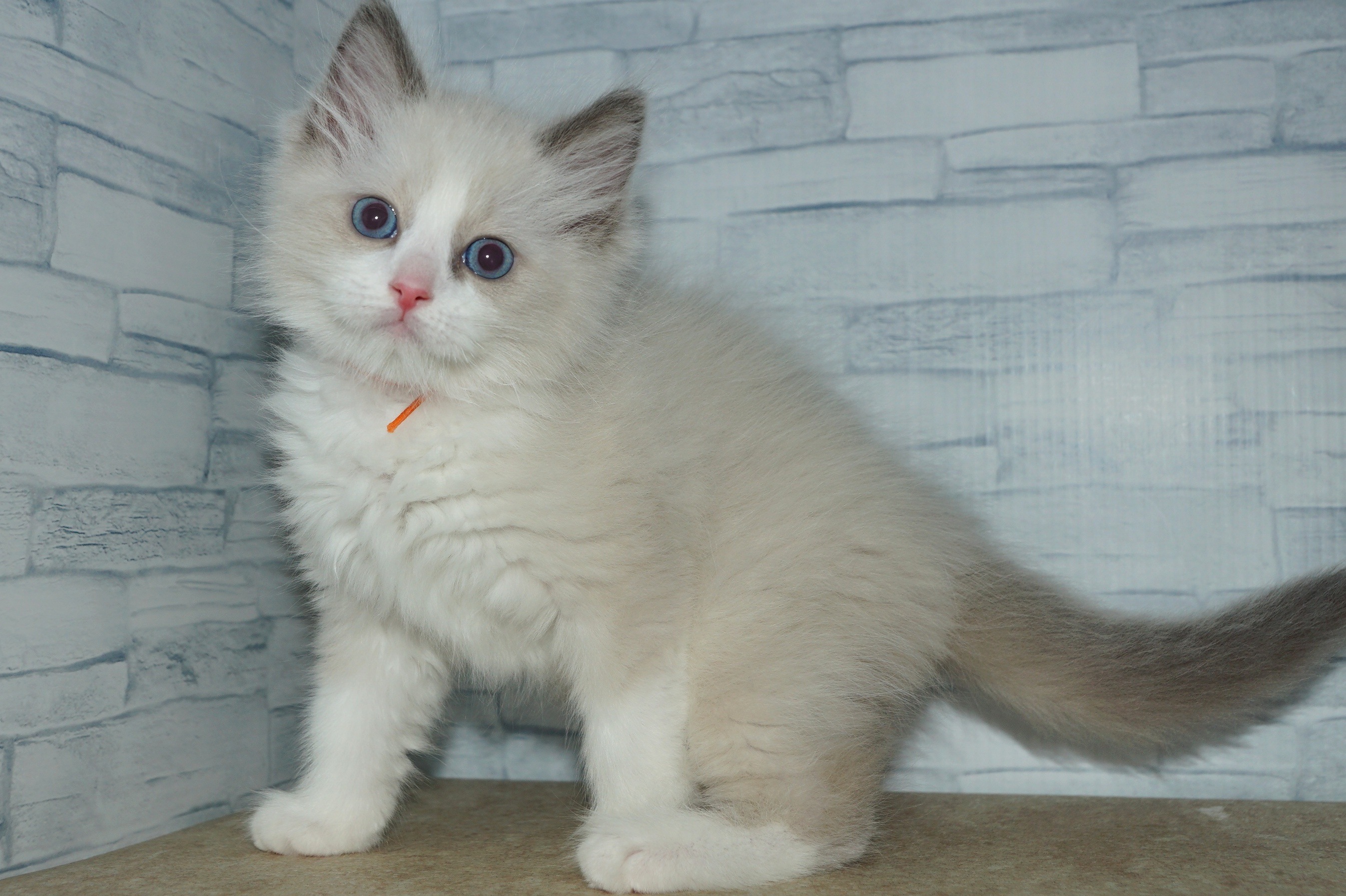 神奈川県のラグドール (きくちペット湘南平塚店/2026年2月27日生まれ/男の子/ブルーポイントバイカラー)の子猫の3枚目の画像