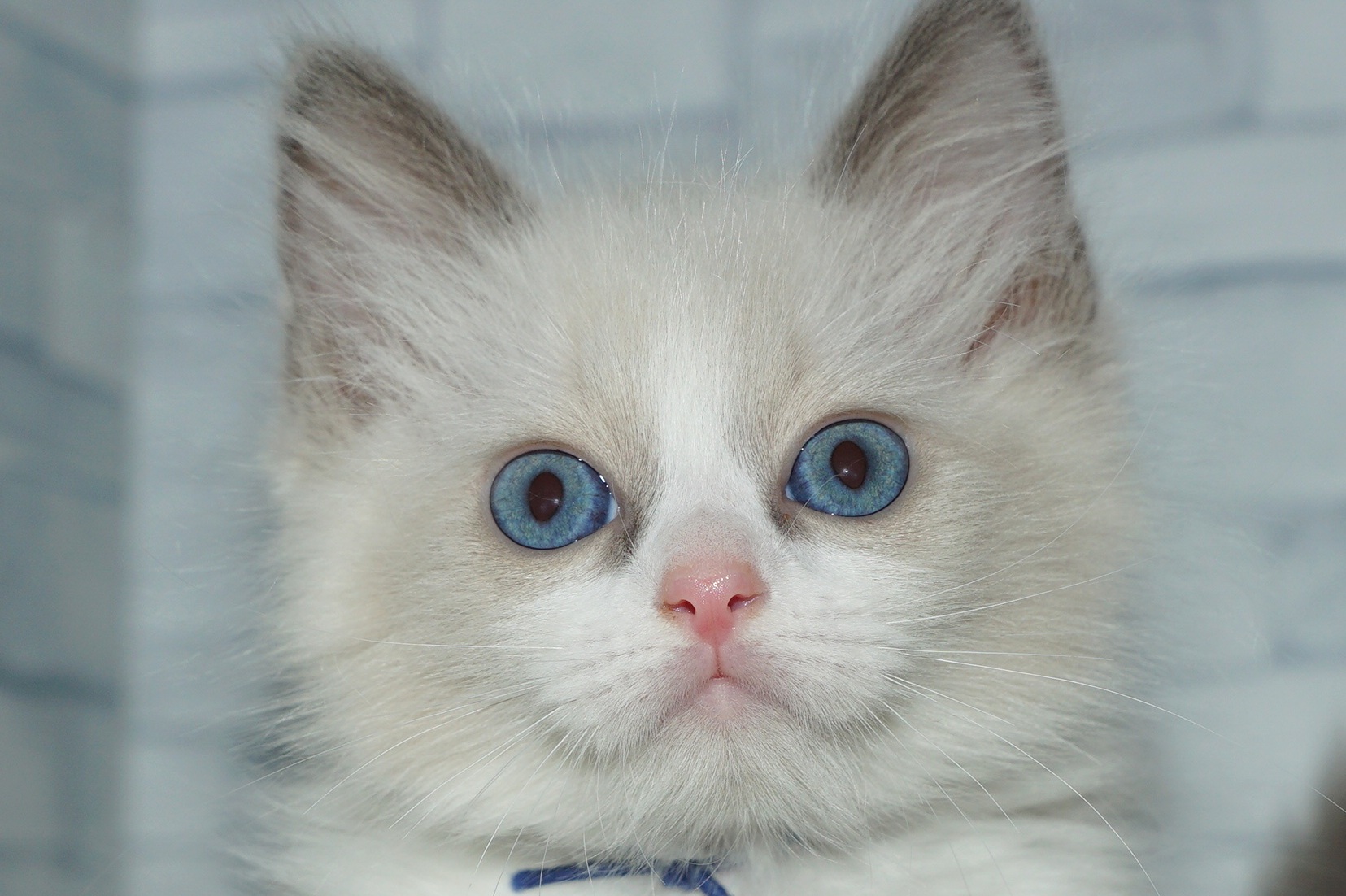 神奈川県のラグドール (きくちペット湘南平塚店/2026年2月27日生まれ/女の子/ブルーポイントバイカラー)の子猫の1枚目の画像