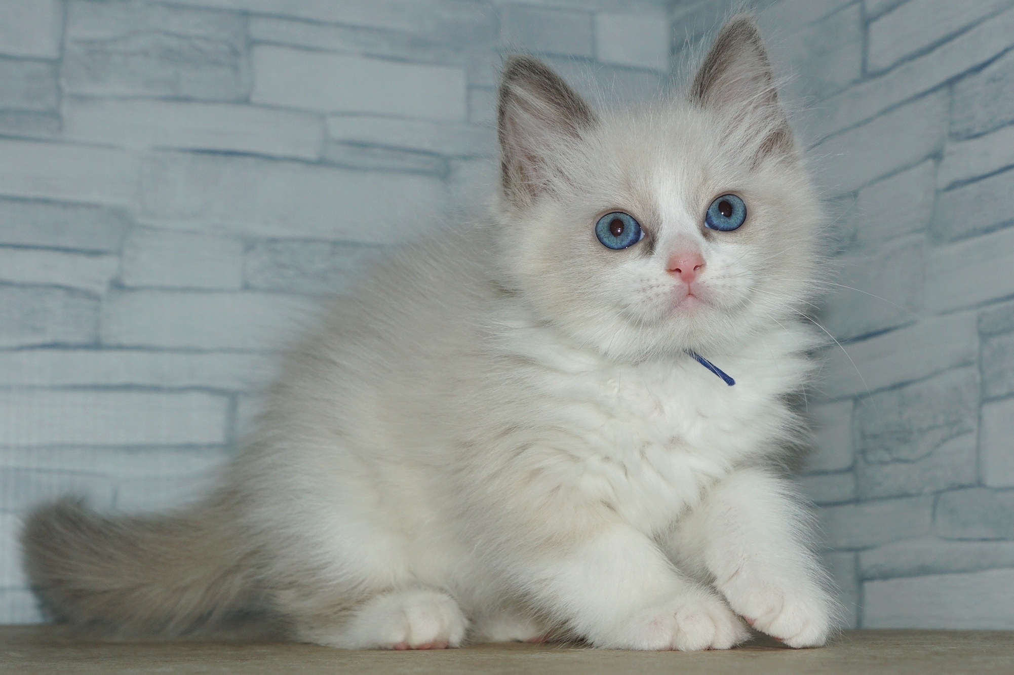 神奈川県のラグドール (きくちペット湘南平塚店/2026年2月27日生まれ/女の子/ブルーポイントバイカラー)の子猫の4枚目の画像