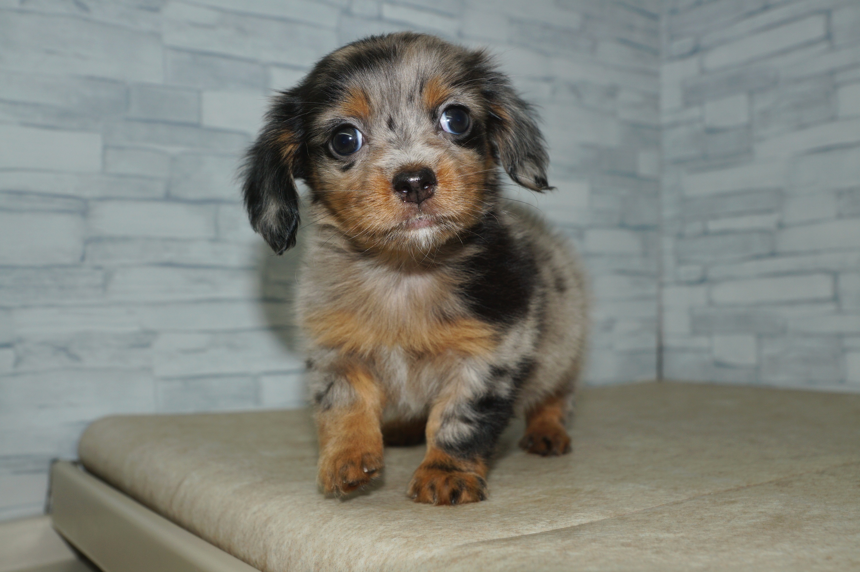 神奈川県のチワックス(チワワ×ダックス) (きくちペット湘南平塚店/2025年12月17日生まれ/女の子/シルバーダップル)の子犬の3枚目の画像