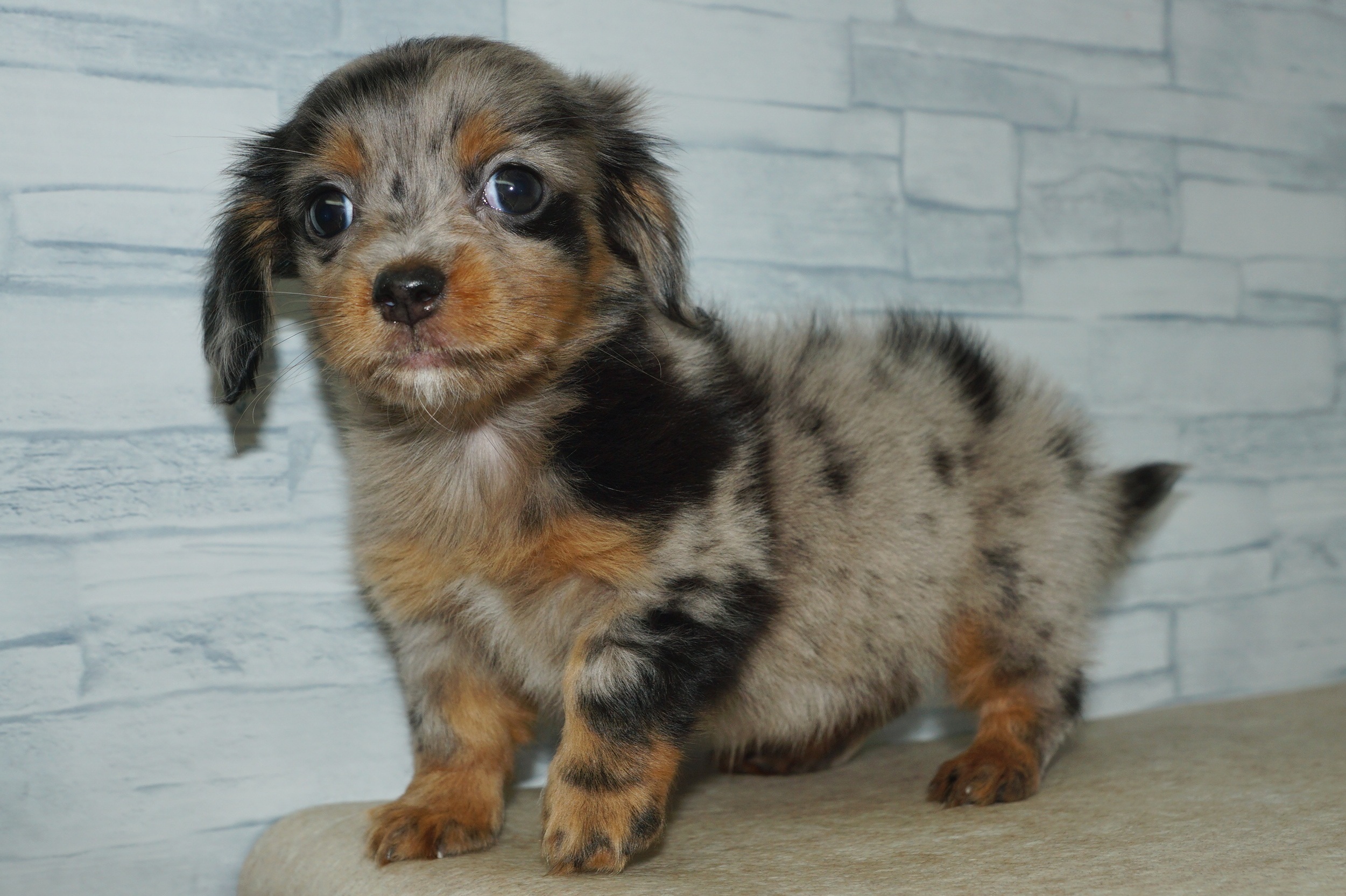 神奈川県のチワックス(チワワ×ダックス) (きくちペット湘南平塚店/2025年12月17日生まれ/女の子/シルバーダップル)の子犬の2枚目の画像