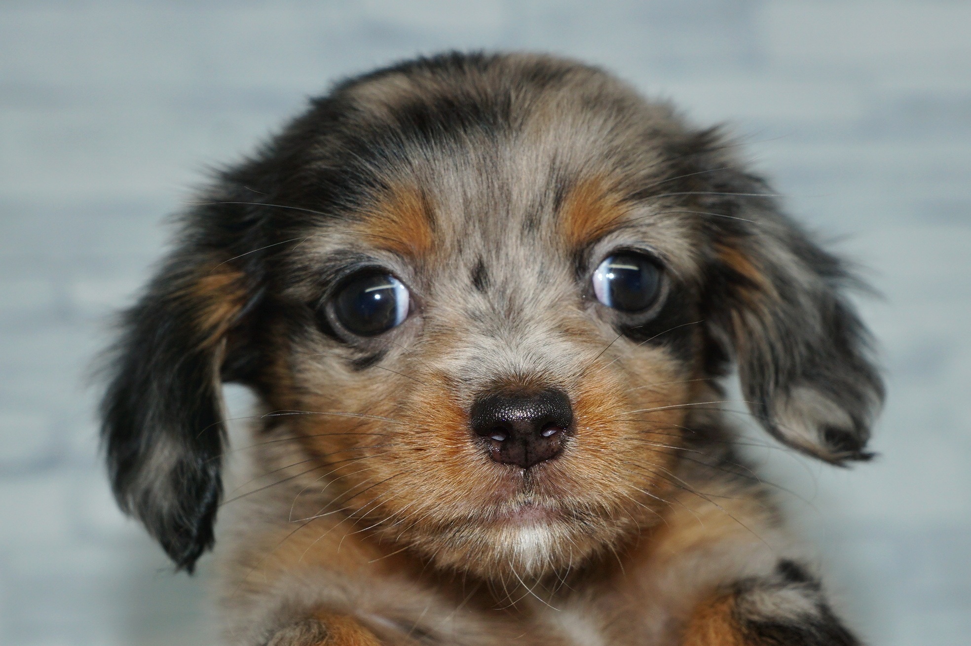 神奈川県のチワックス(チワワ×ダックス) (きくちペット湘南平塚店/2025年12月17日生まれ/女の子/シルバーダップル)の子犬の1枚目の画像