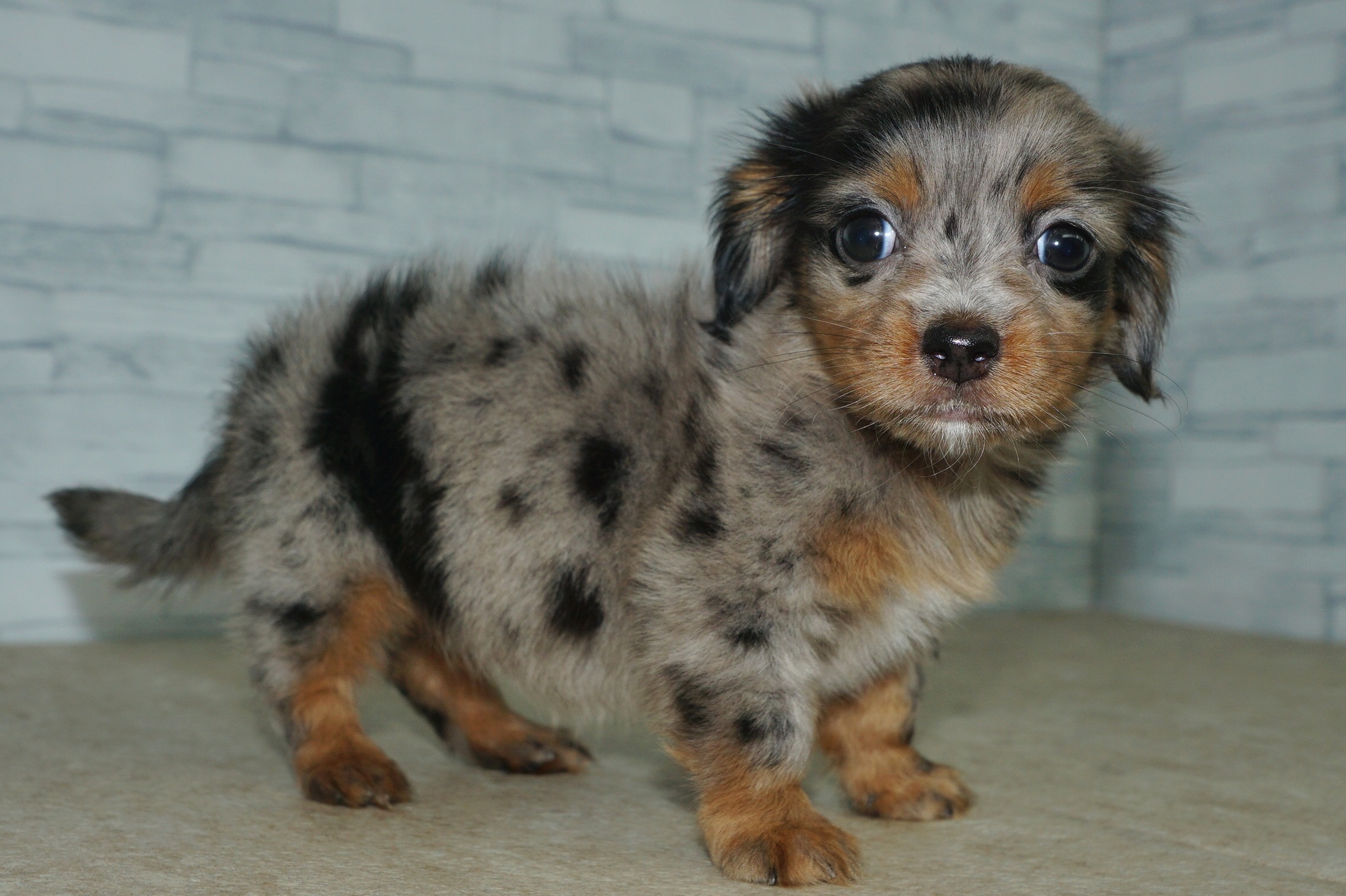 神奈川県のチワックス(チワワ×ダックス) (きくちペット湘南平塚店/2025年12月17日生まれ/女の子/シルバーダップル)の子犬の4枚目の画像