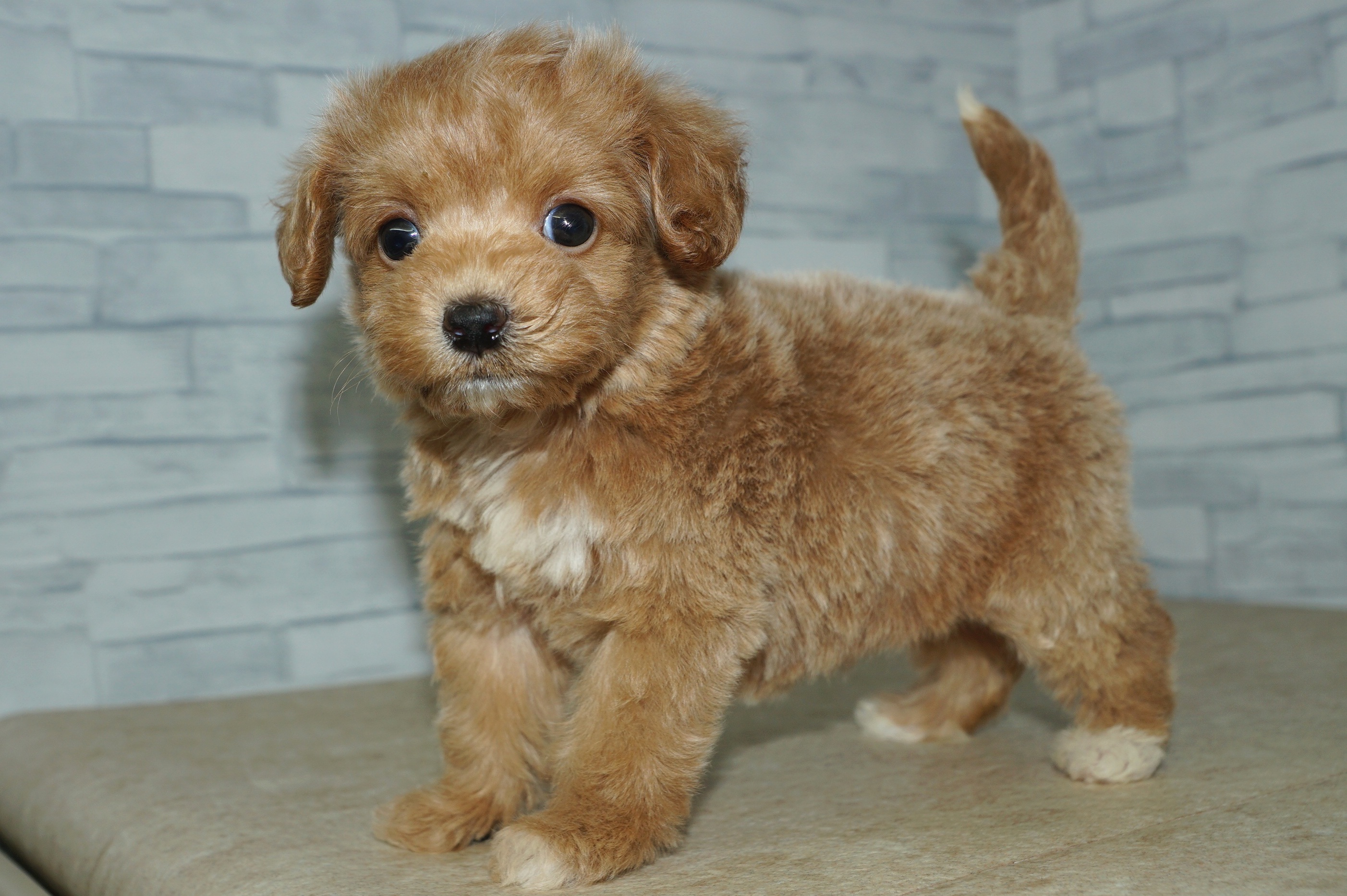 神奈川県のマルプー(マルチーズ×プードル) (きくちペット湘南平塚店/2025年12月28日生まれ/女の子/アプリコット)の子犬の4枚目の画像