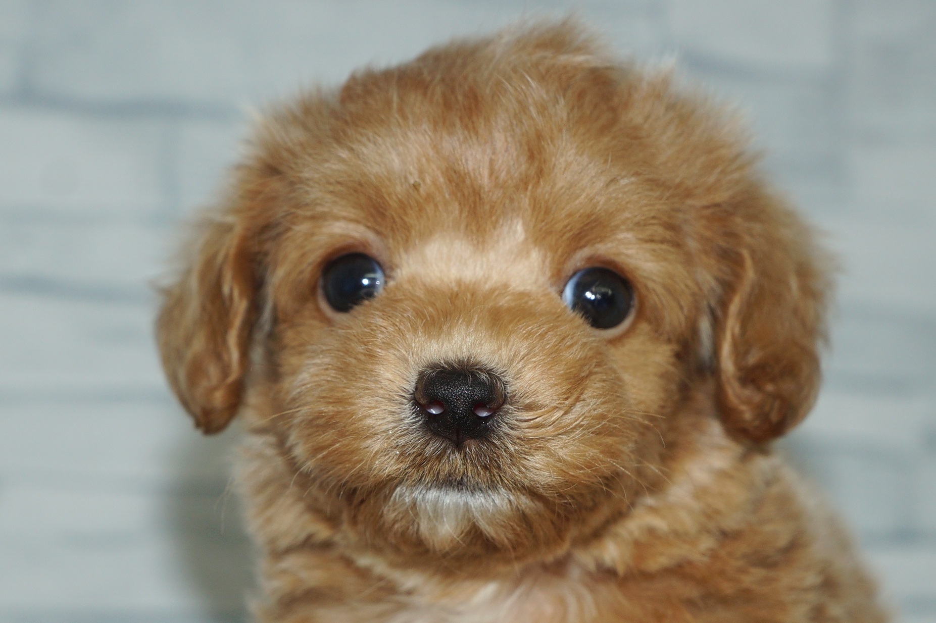 神奈川県のマルプー(マルチーズ×プードル) (きくちペット湘南平塚店/2025年12月28日生まれ/女の子/アプリコット)の子犬の1枚目の画像