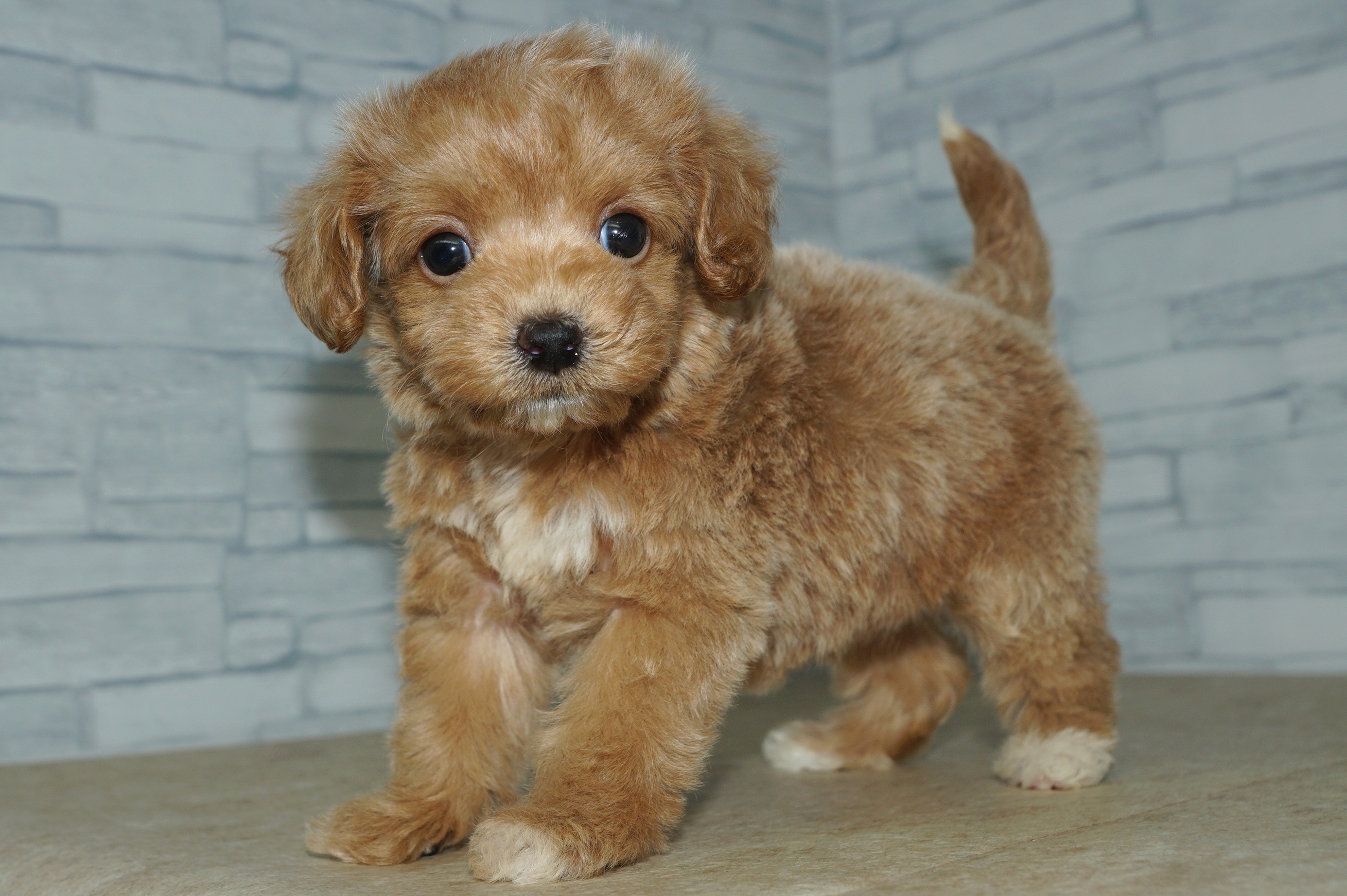 神奈川県のマルプー(マルチーズ×プードル) (きくちペット湘南平塚店/2025年12月28日生まれ/女の子/アプリコット)の子犬の2枚目の画像