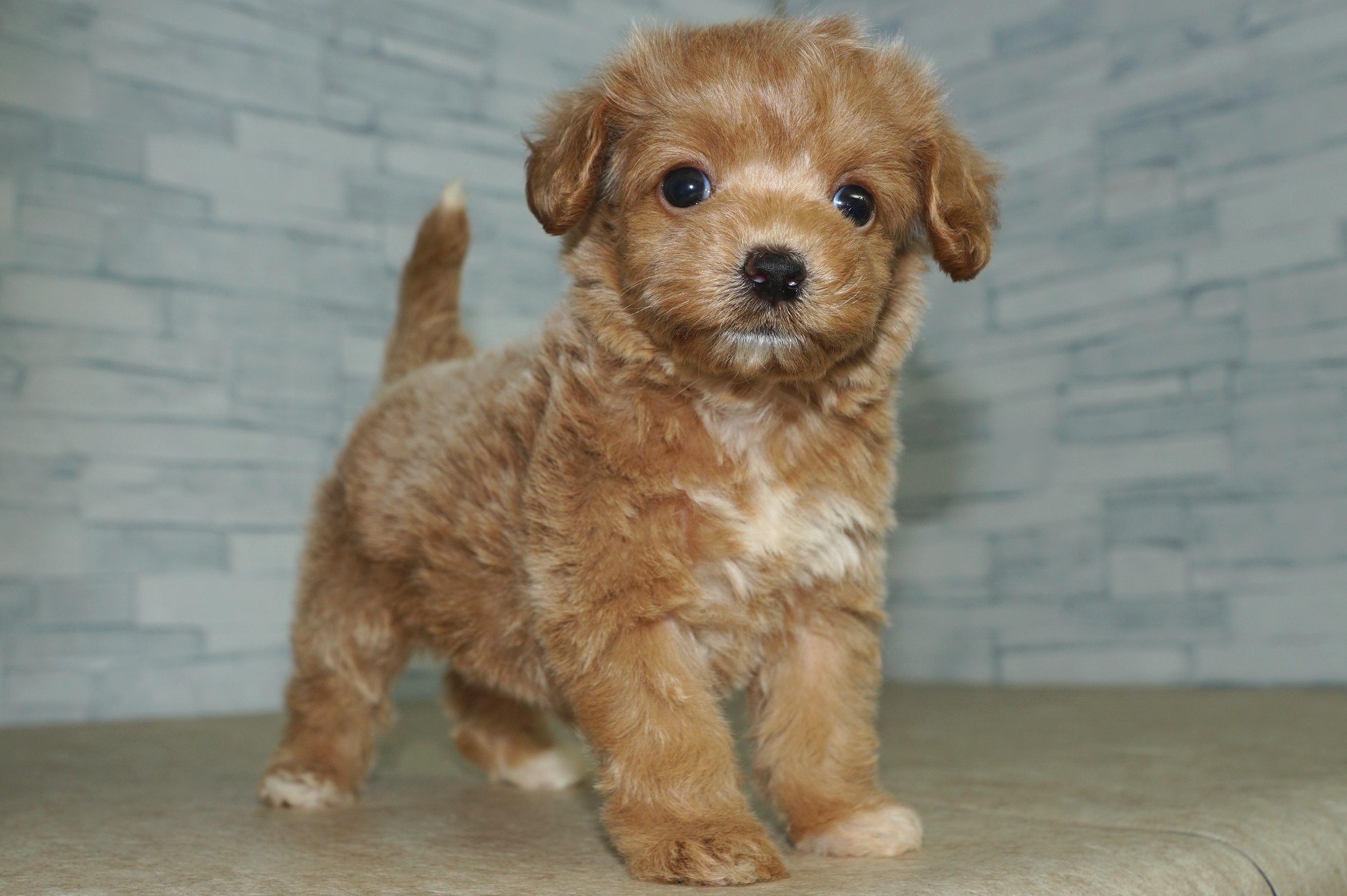 神奈川県のマルプー(マルチーズ×プードル) (きくちペット湘南平塚店/2025年12月28日生まれ/女の子/アプリコット)の子犬の3枚目の画像