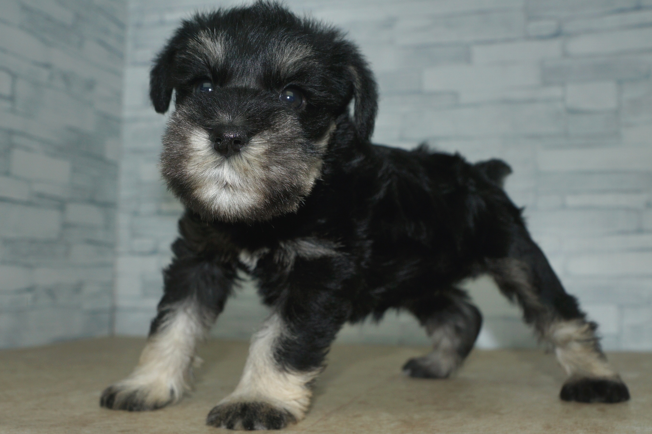 神奈川県のミニチュアシュナウザー (きくちペット湘南平塚店/2025年12月27日生まれ/女の子/ブラックシルバー)の子犬の4枚目の画像