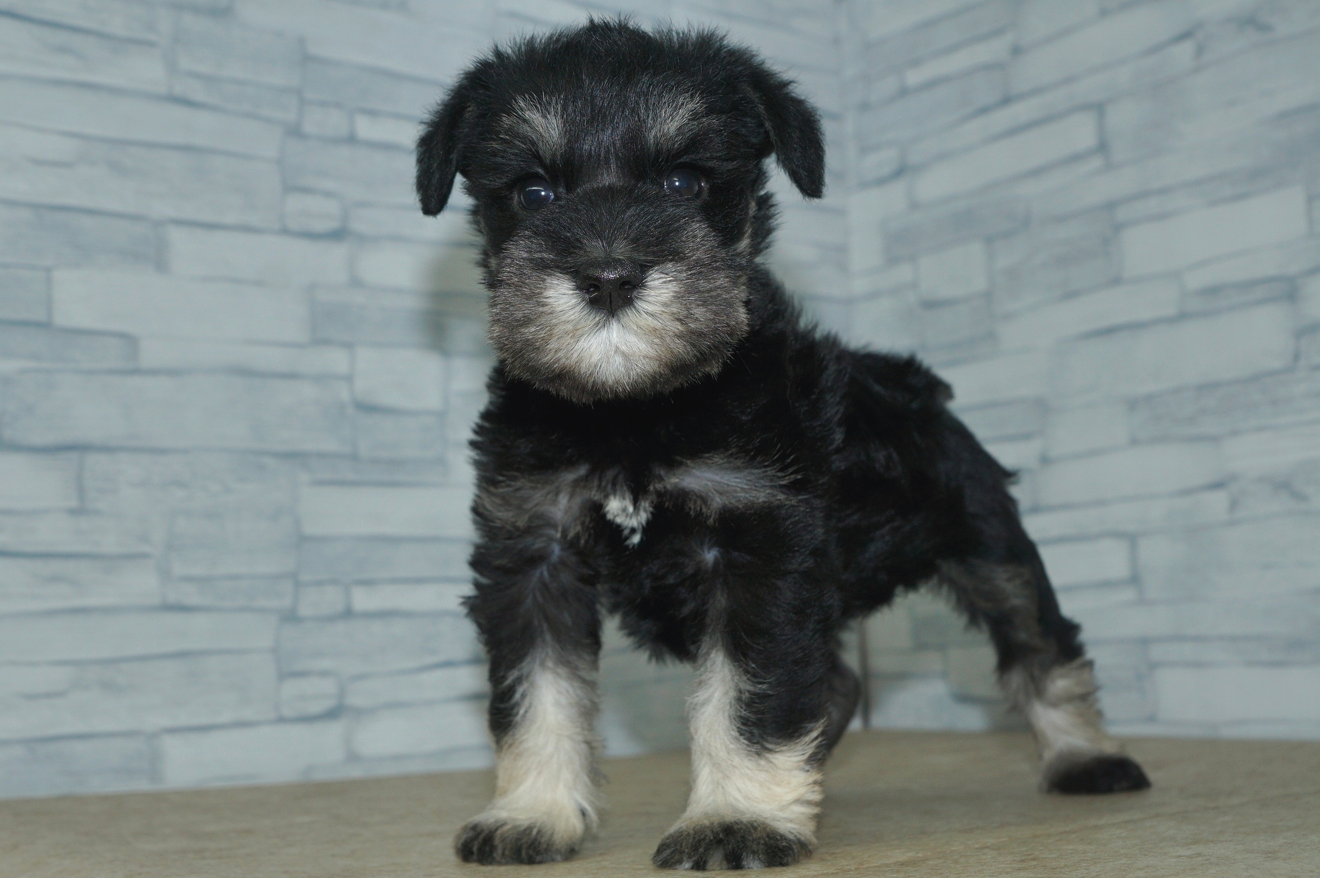 神奈川県のミニチュアシュナウザー (きくちペット湘南平塚店/2025年12月27日生まれ/女の子/ブラックシルバー)の子犬の2枚目の画像