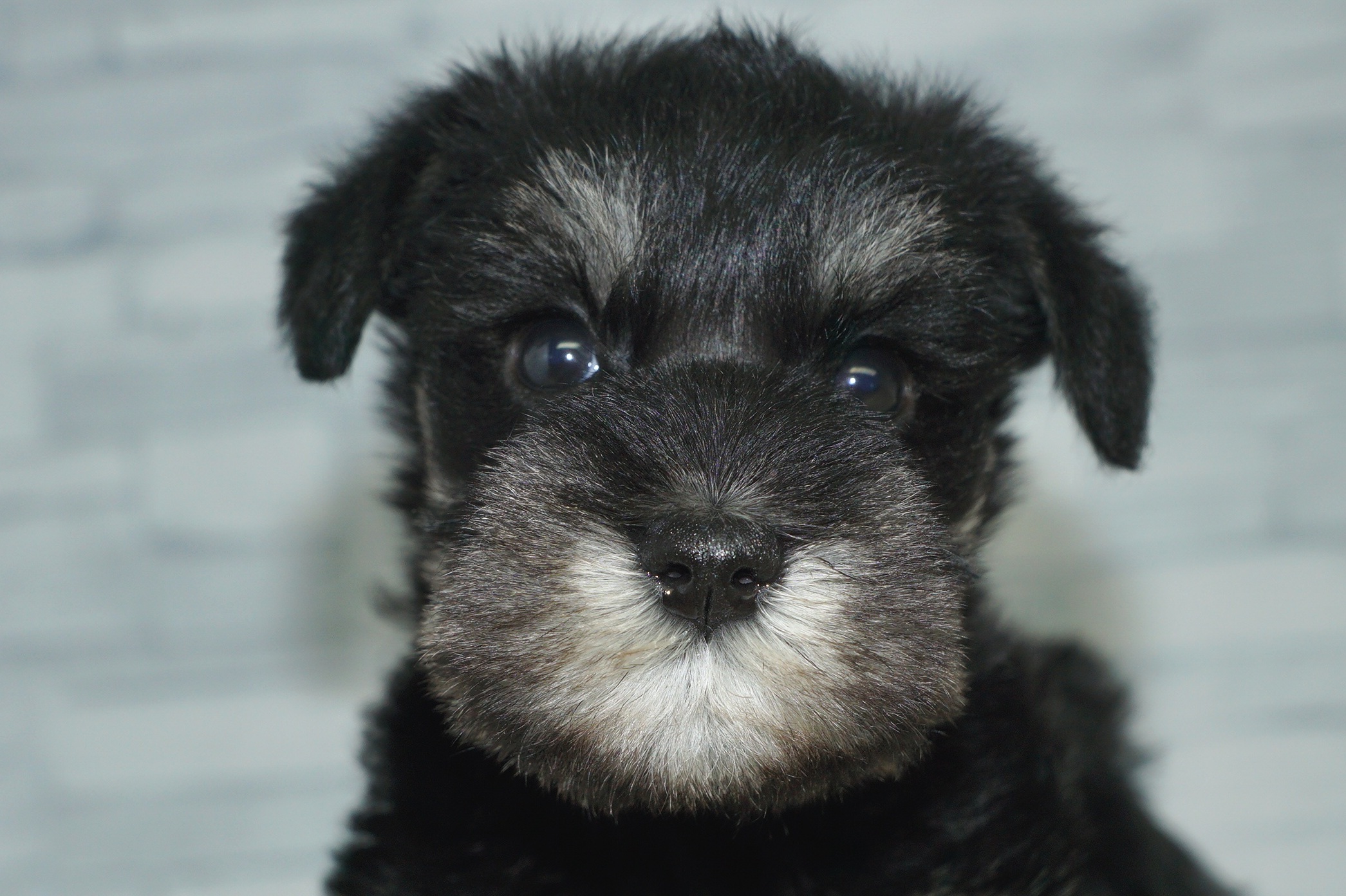 神奈川県のミニチュアシュナウザー (きくちペット湘南平塚店/2025年12月27日生まれ/女の子/ブラックシルバー)の子犬の1枚目の画像