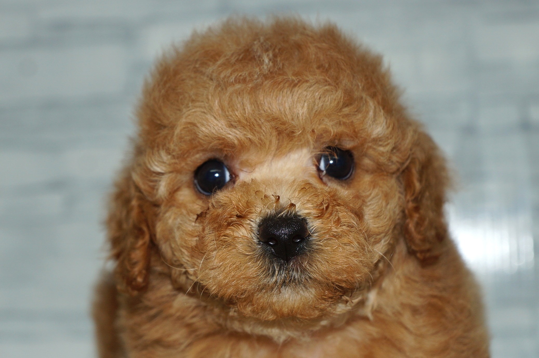 神奈川県のトイプードル(トイ) (きくちペット湘南平塚店/2025年12月28日生まれ/男の子/レッド)の子犬の1枚目の画像