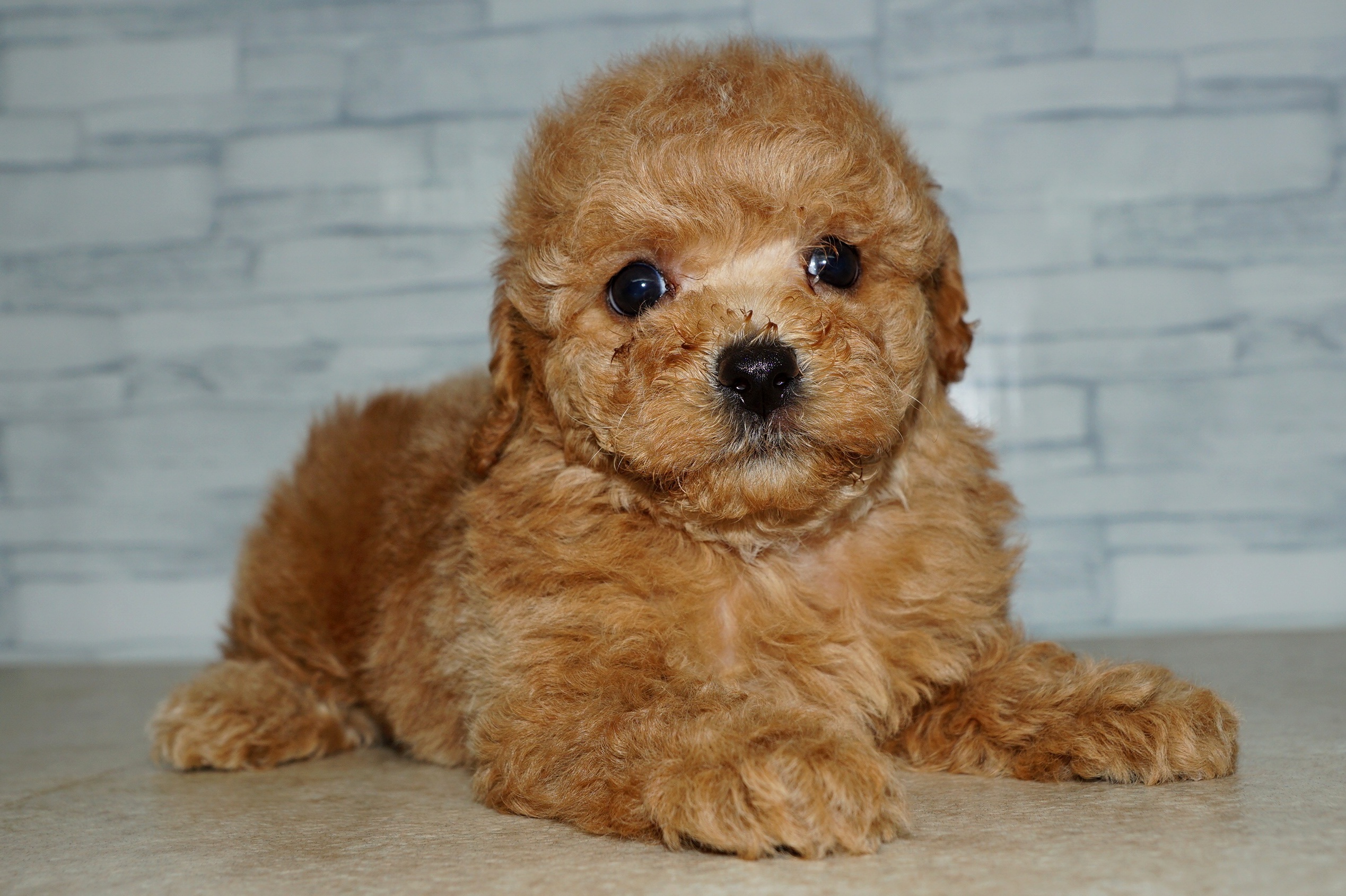 神奈川県のトイプードル(トイ) (きくちペット湘南平塚店/2025年12月28日生まれ/男の子/レッド)の子犬の2枚目の画像
