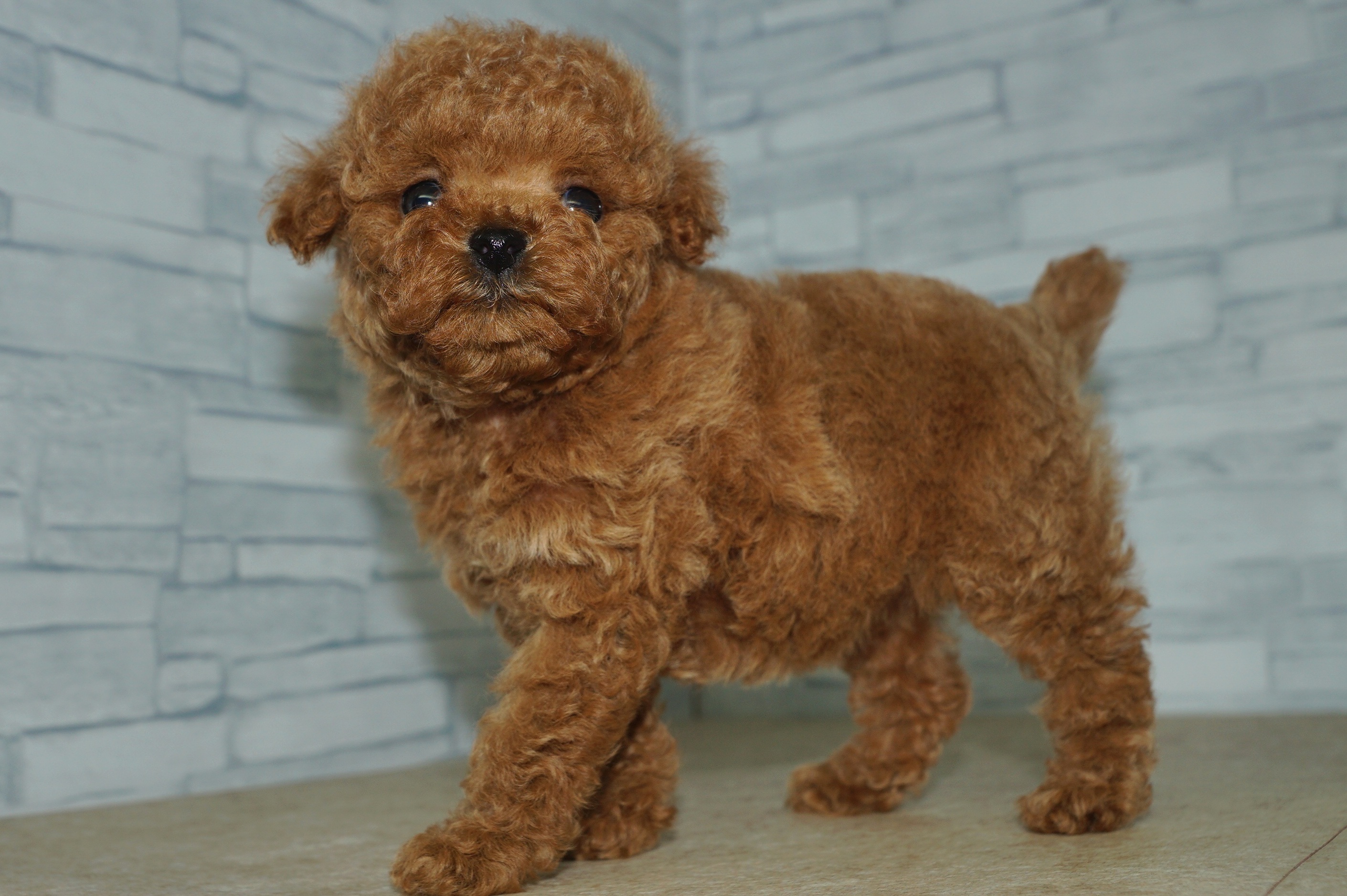 神奈川県のトイプードル(トイ) (きくちペット湘南平塚店/2025年12月27日生まれ/女の子/レッド)の子犬の2枚目の画像