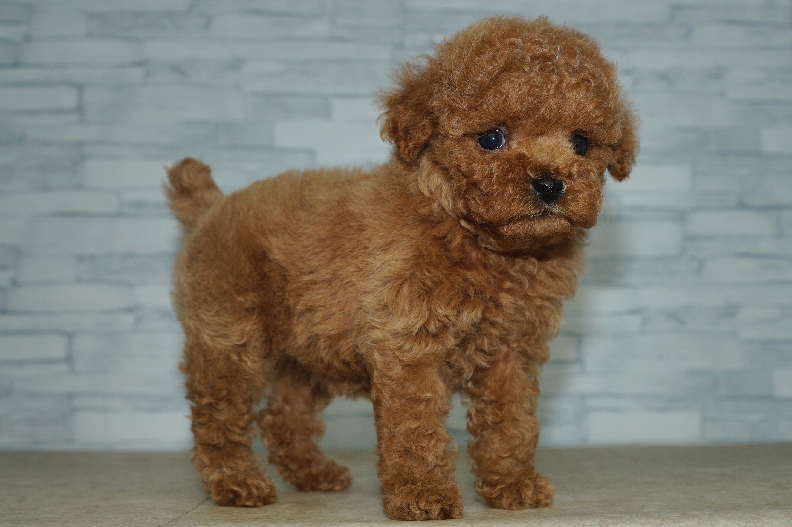 神奈川県のトイプードル(トイ) (きくちペット湘南平塚店/2025年12月27日生まれ/女の子/レッド)の子犬の4枚目の画像