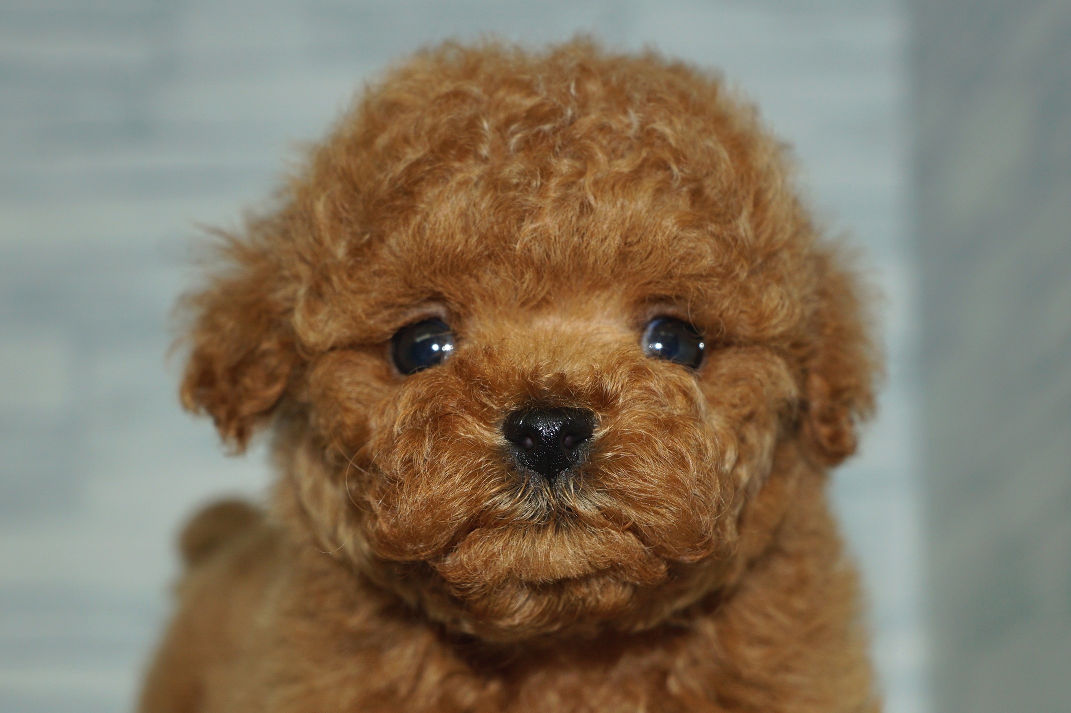 神奈川県のトイプードル(トイ) (きくちペット湘南平塚店/2025年12月27日生まれ/女の子/レッド)の子犬の1枚目の画像