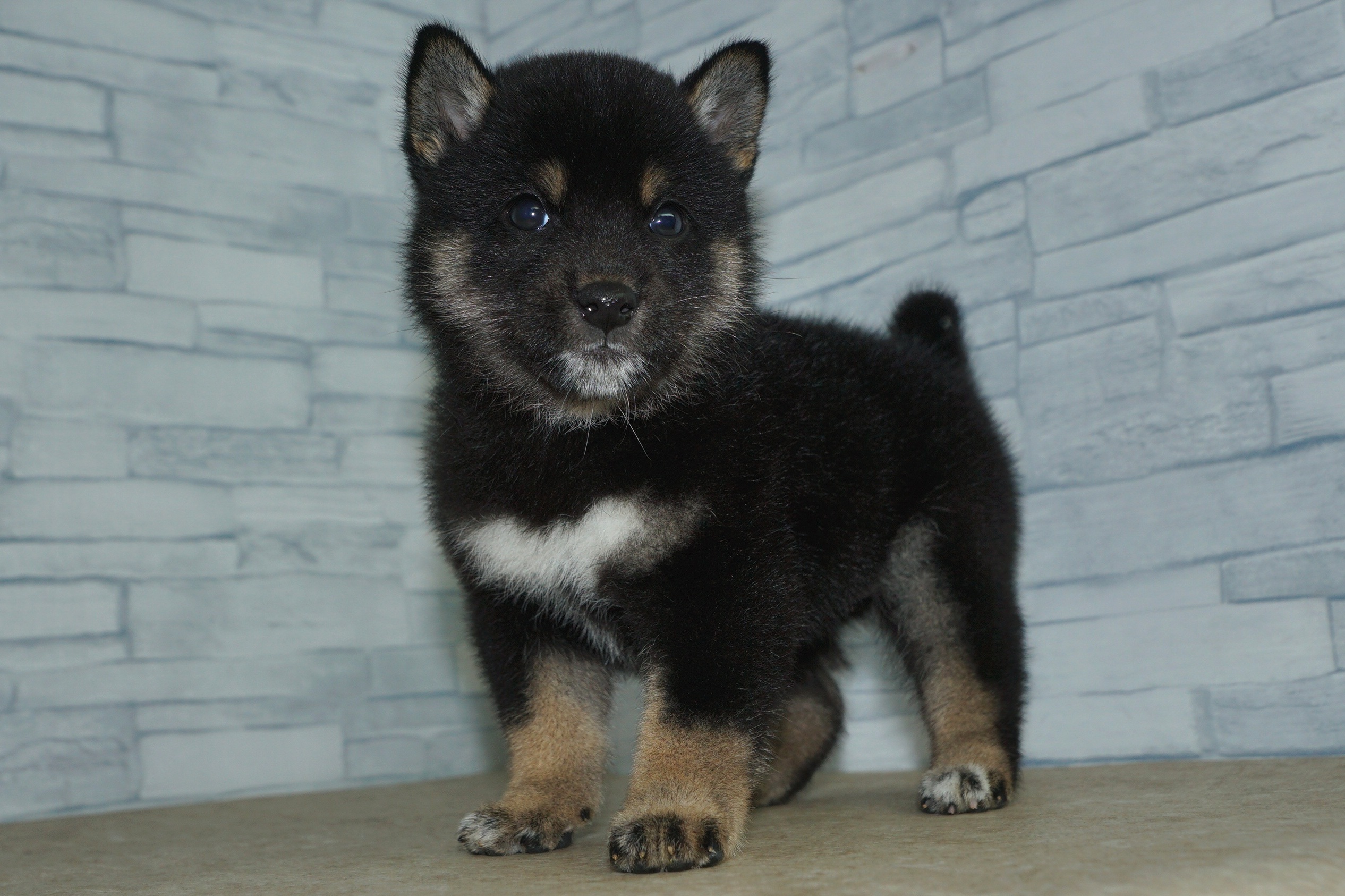 神奈川県の豆柴 (きくちペット湘南平塚店/2025年12月25日生まれ/男の子/黒)の子犬の3枚目の画像