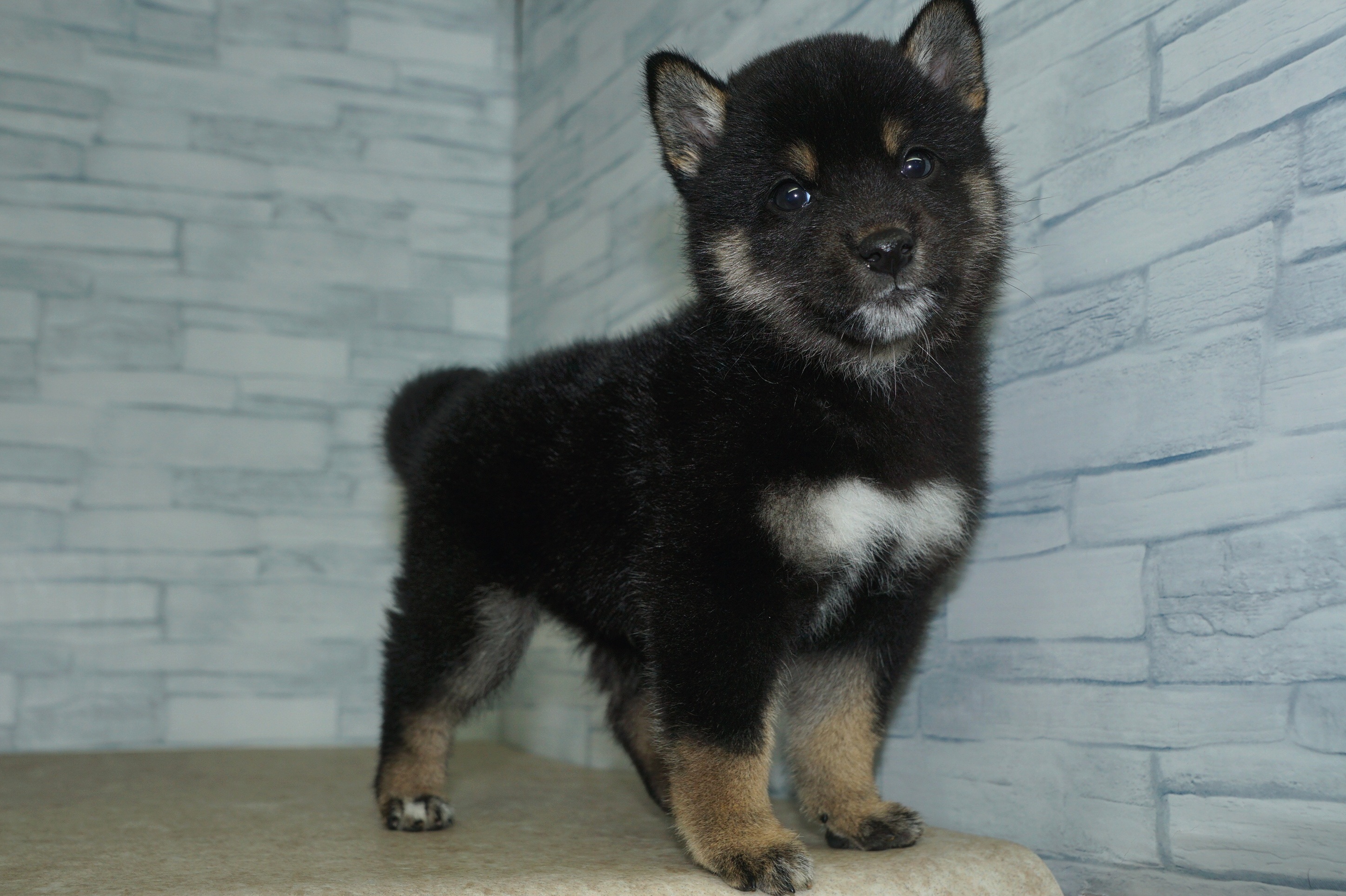 神奈川県の豆柴 (きくちペット湘南平塚店/2025年12月25日生まれ/男の子/黒)の子犬の4枚目の画像