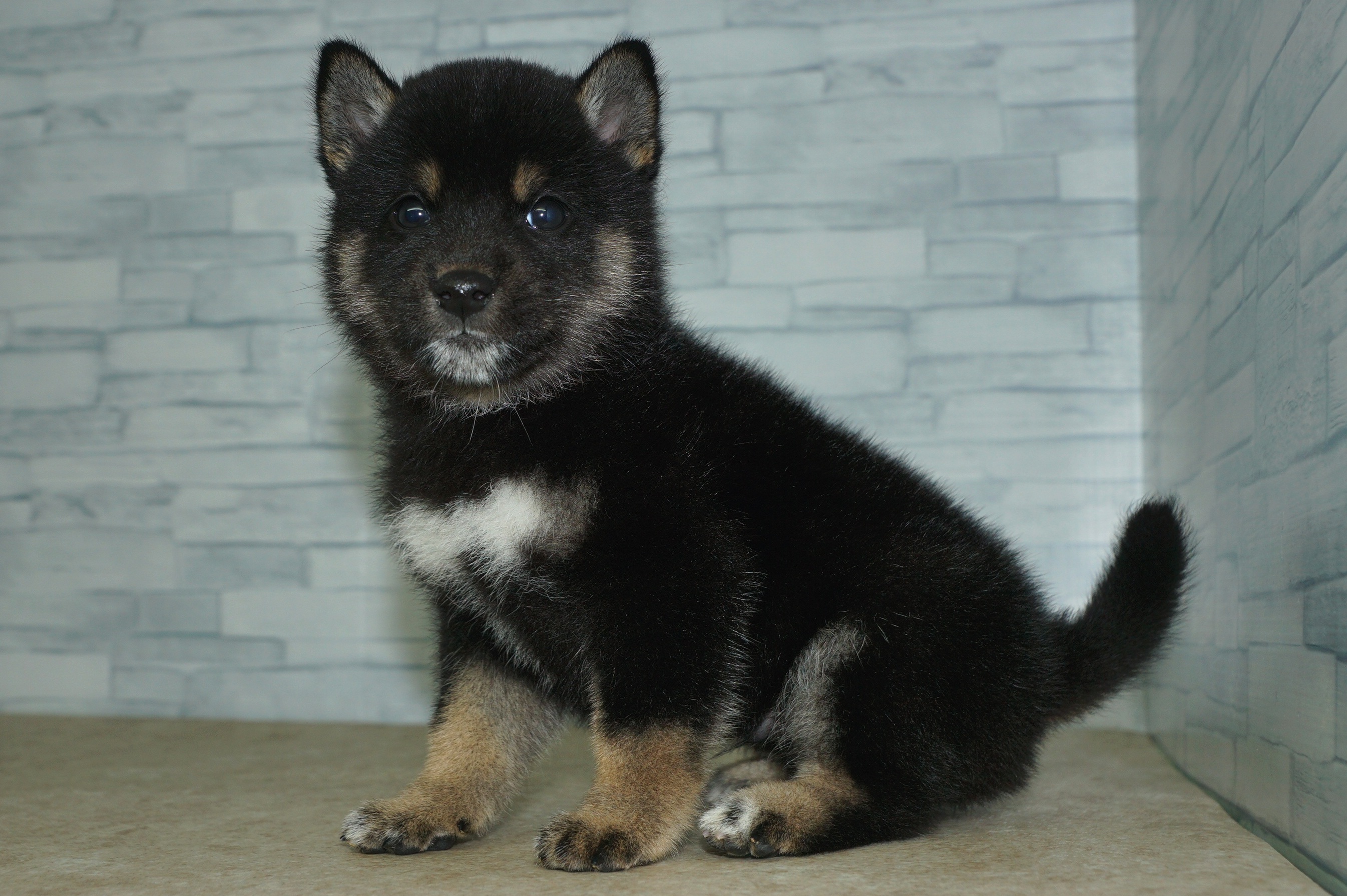神奈川県の豆柴 (きくちペット湘南平塚店/2025年12月25日生まれ/男の子/黒)の子犬の2枚目の画像