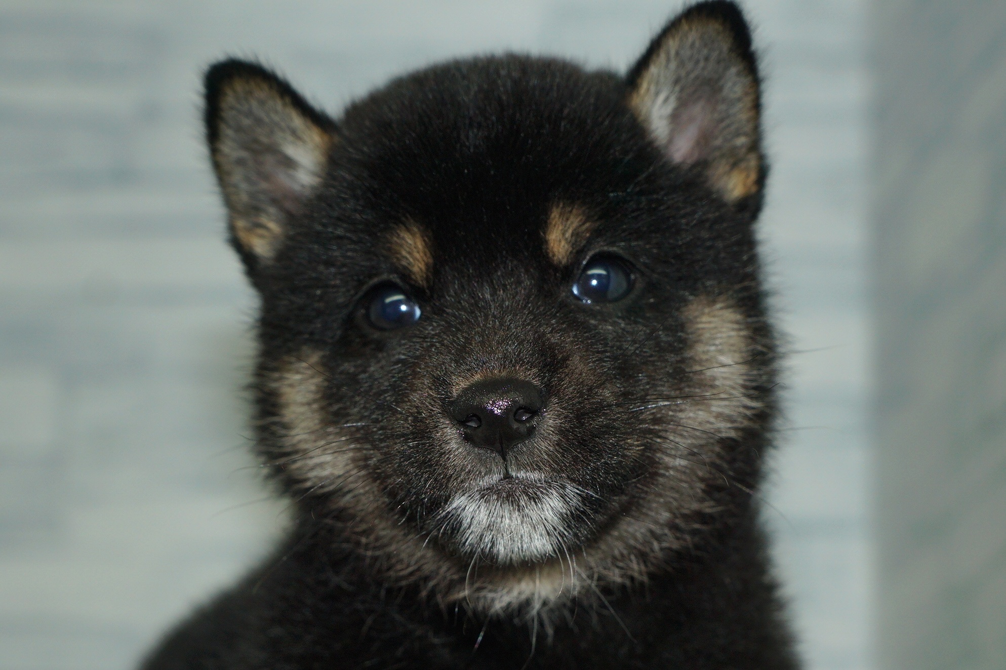 神奈川県の豆柴 (きくちペット湘南平塚店/2025年12月25日生まれ/男の子/黒)の子犬の1枚目の画像