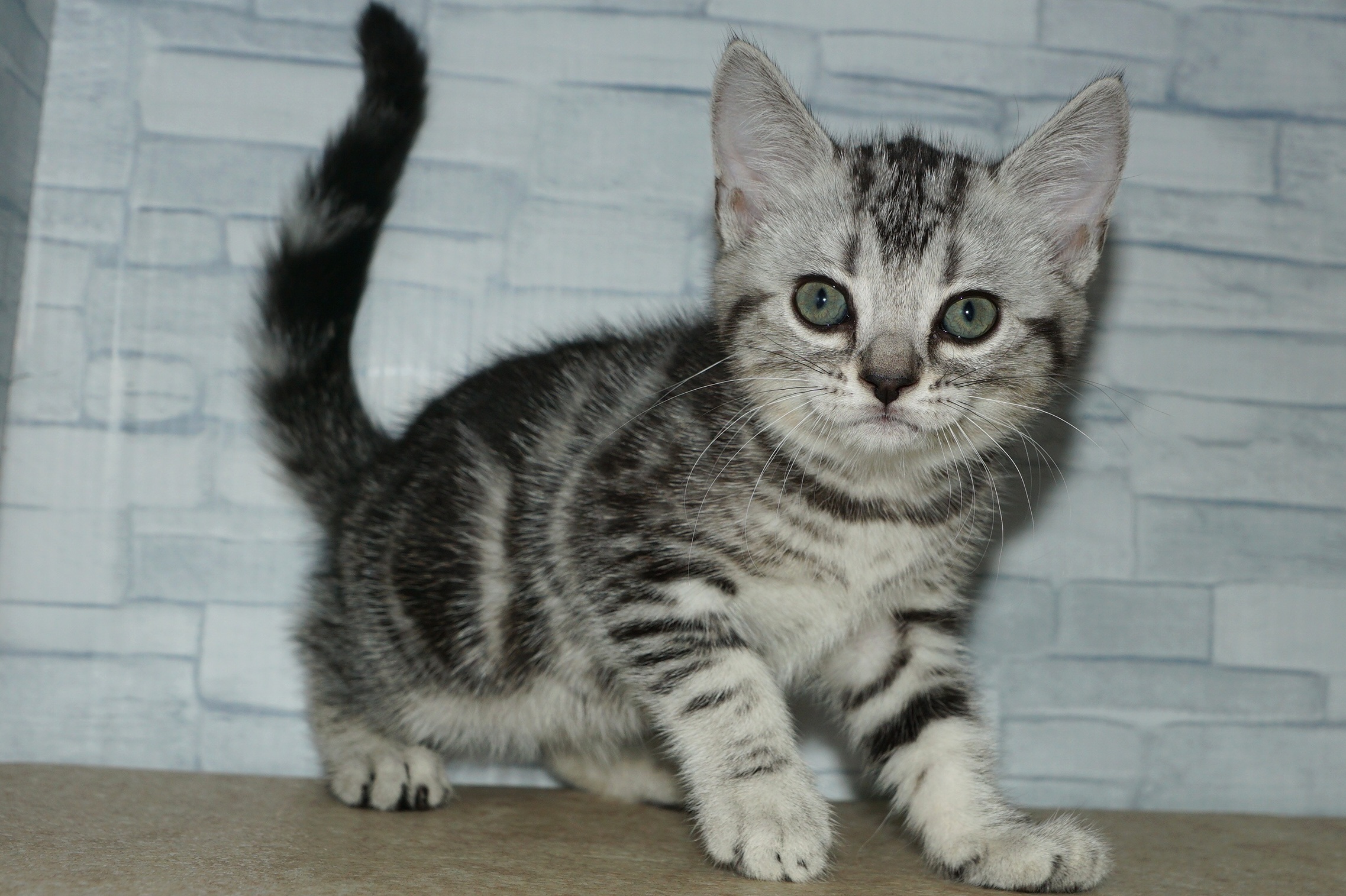 神奈川県のアメリカンショートヘアー (きくちペット湘南平塚店/2025年12月27日生まれ/女の子/シルバータビー)の子猫の3枚目の画像