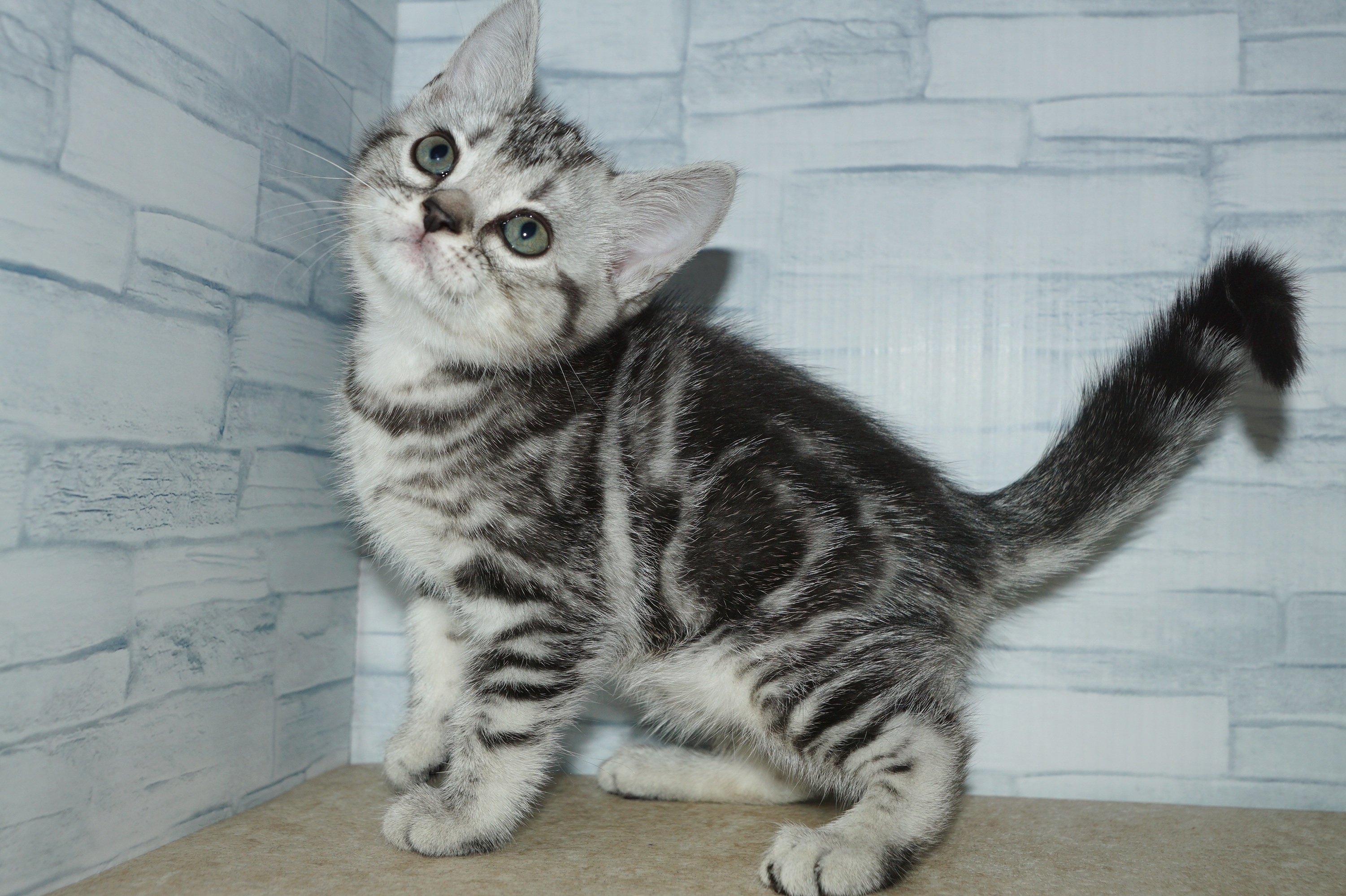 神奈川県のアメリカンショートヘアー (きくちペット湘南平塚店/2025年12月27日生まれ/女の子/シルバータビー)の子猫の2枚目の画像