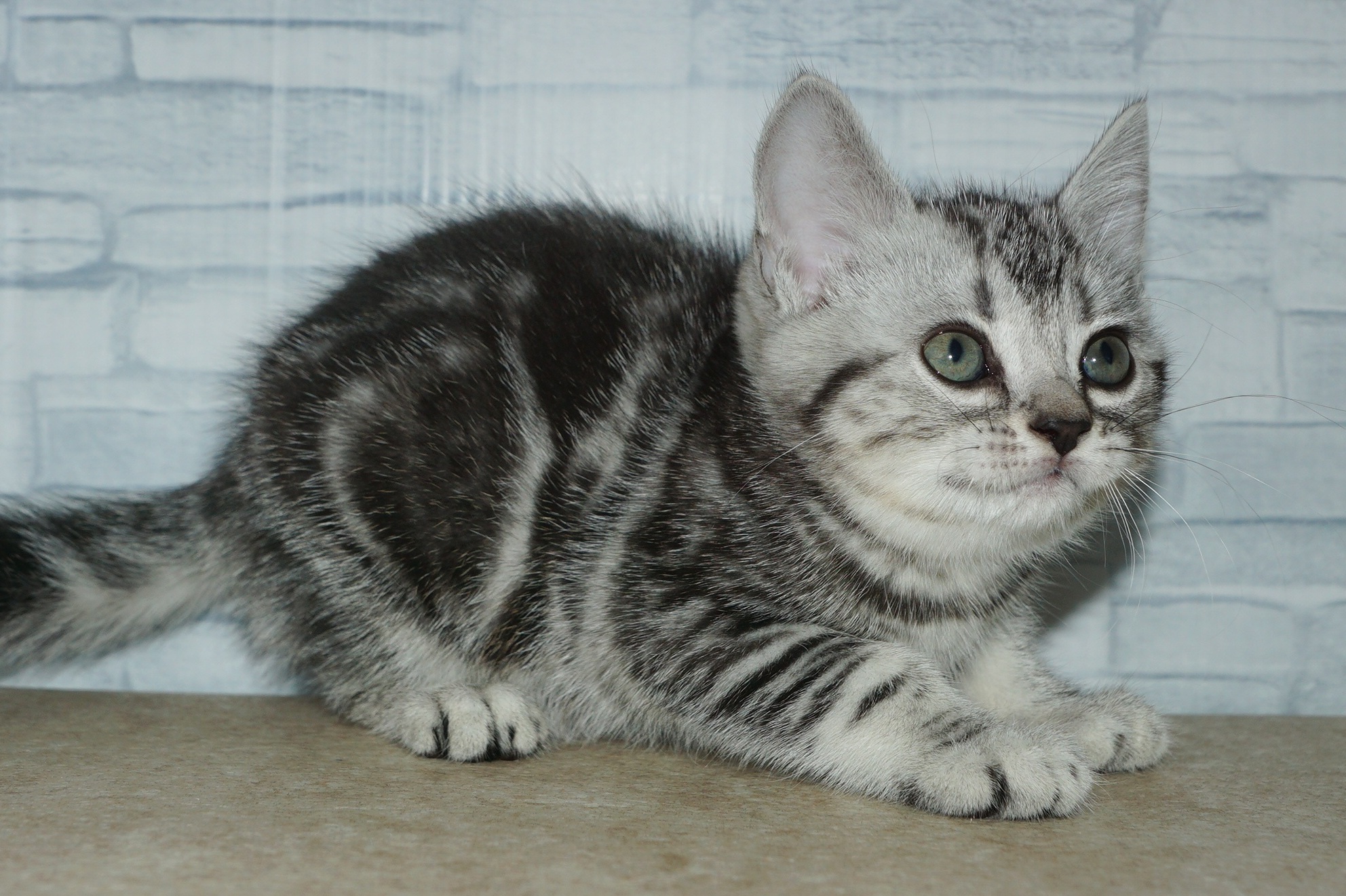 神奈川県のアメリカンショートヘアー (きくちペット湘南平塚店/2025年12月27日生まれ/女の子/シルバータビー)の子猫の4枚目の画像