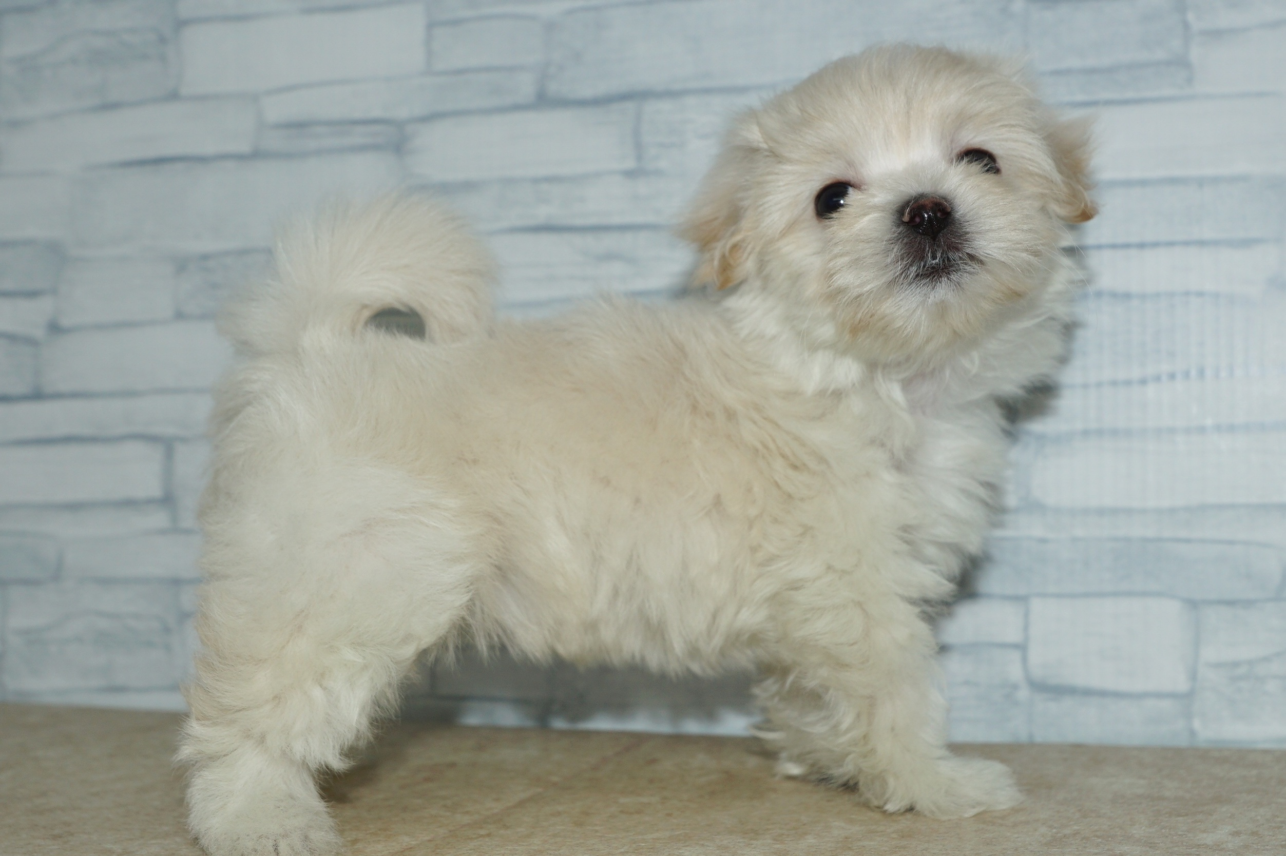 神奈川県のマルプー(マルチーズ×プードル) (きくちペット湘南平塚店/2025年12月29日生まれ/女の子/クリーム)の子犬の3枚目の画像