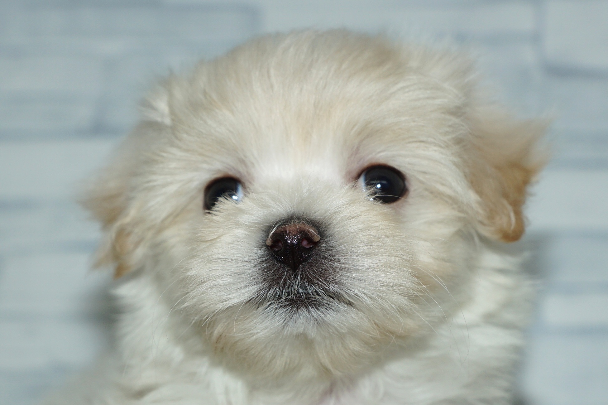 神奈川県のマルプー(マルチーズ×プードル) (きくちペット湘南平塚店/2025年12月29日生まれ/女の子/クリーム)の子犬の1枚目の画像