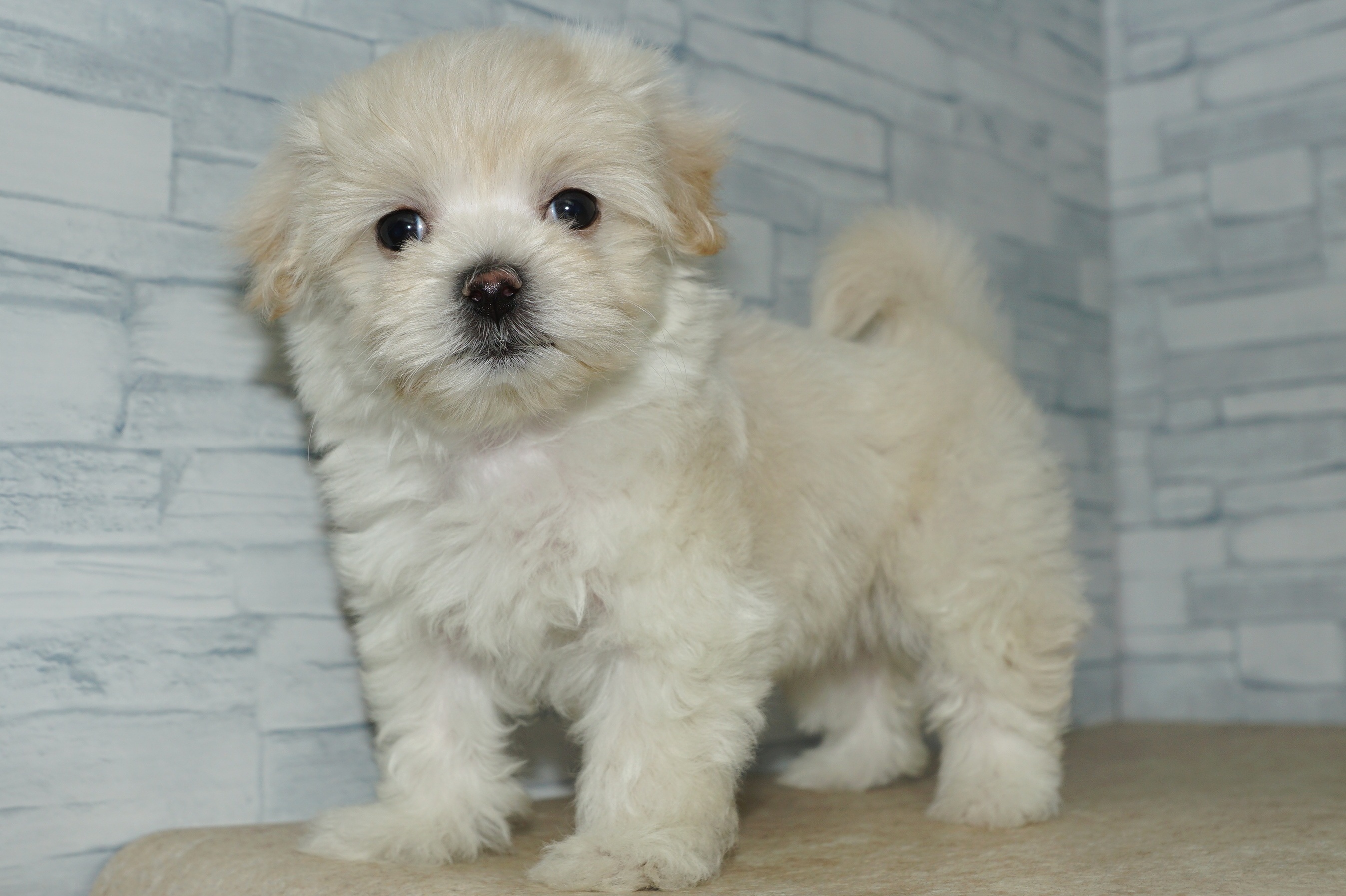 神奈川県のマルプー(マルチーズ×プードル) (きくちペット湘南平塚店/2025年12月29日生まれ/女の子/クリーム)の子犬の4枚目の画像