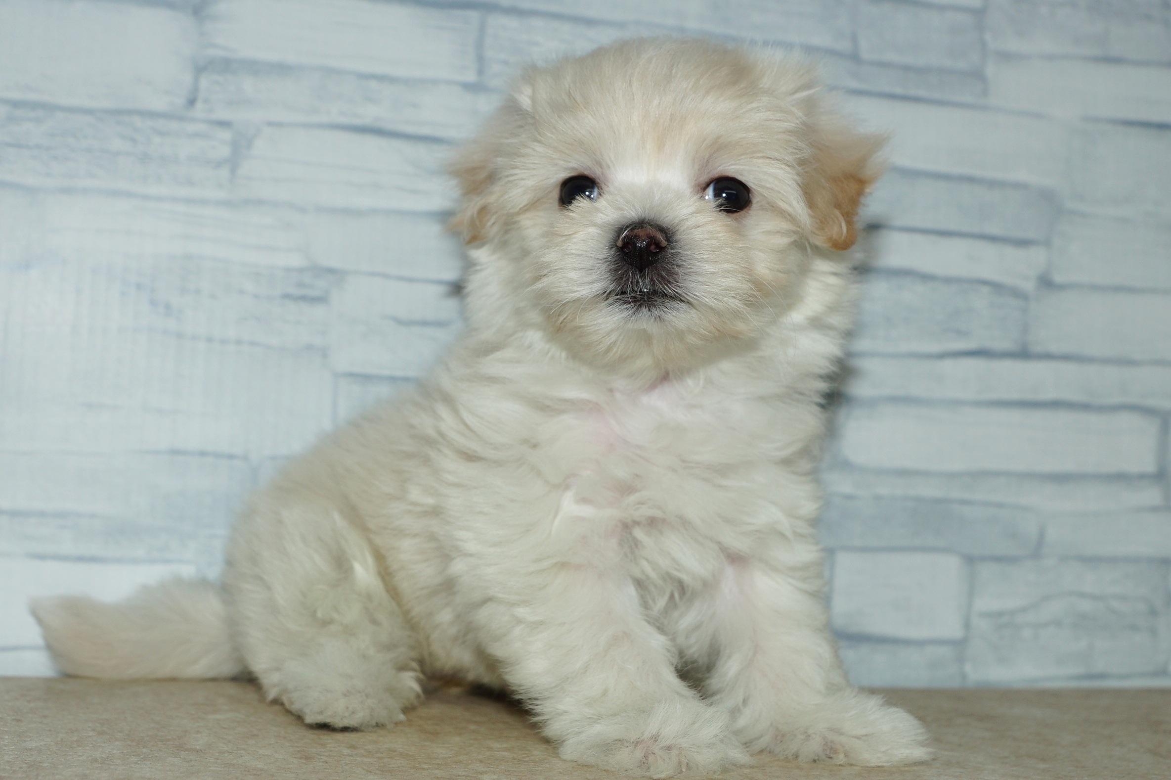 神奈川県のマルプー(マルチーズ×プードル) (きくちペット湘南平塚店/2025年12月29日生まれ/女の子/クリーム)の子犬の2枚目の画像