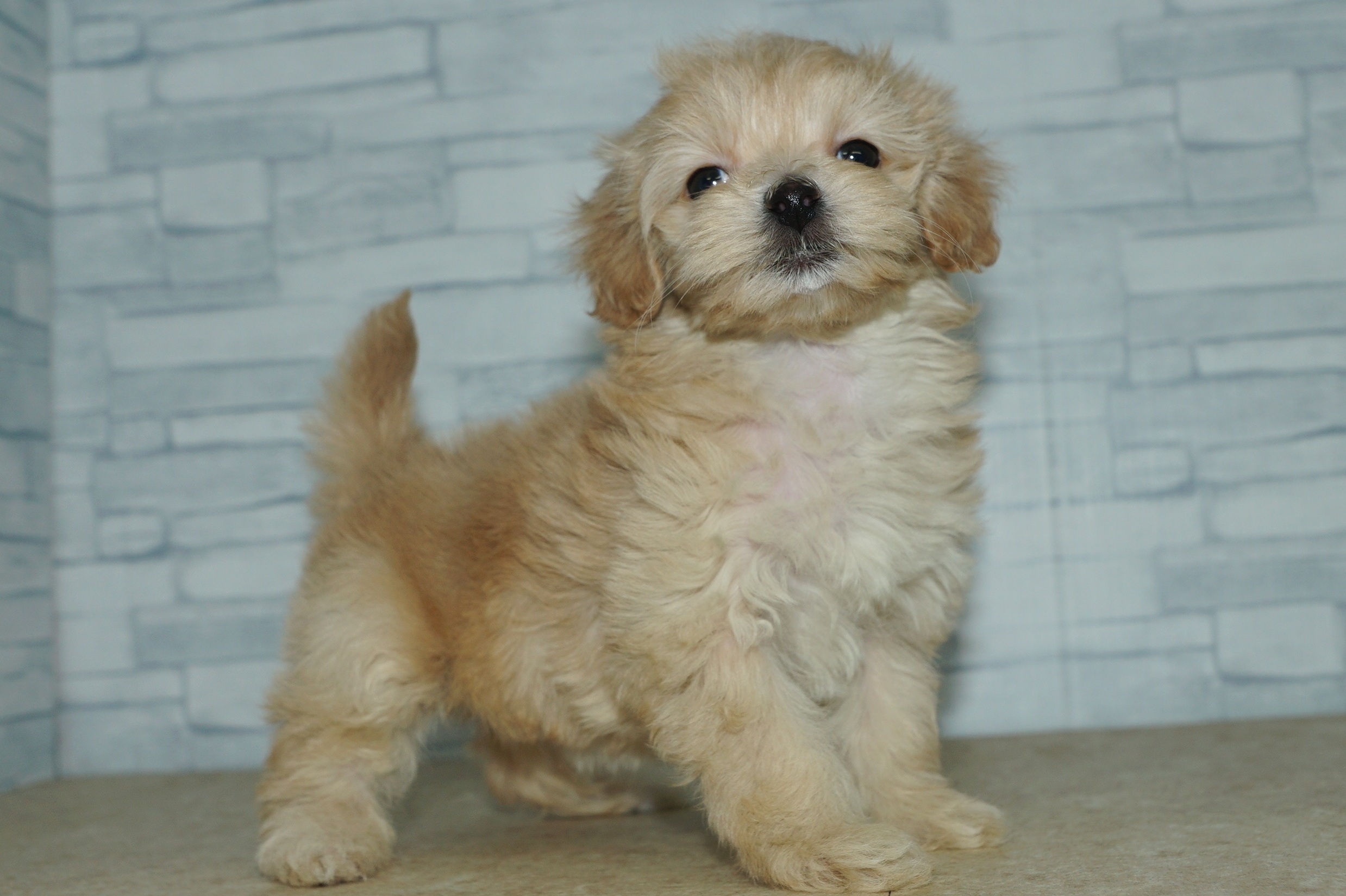 神奈川県のマルプー(マルチーズ×プードル) (きくちペット湘南平塚店/2025年12月29日生まれ/女の子/アプリコット)の子犬の4枚目の画像