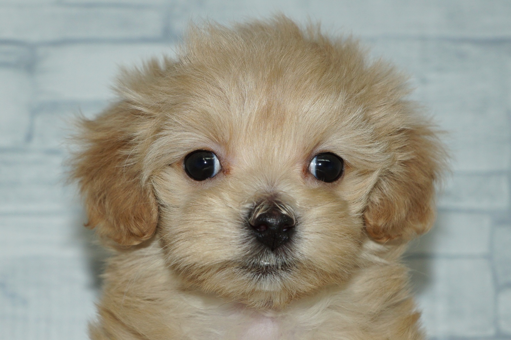 神奈川県のマルプー(マルチーズ×プードル) (きくちペット湘南平塚店/2025年12月29日生まれ/女の子/アプリコット)の子犬の1枚目の画像