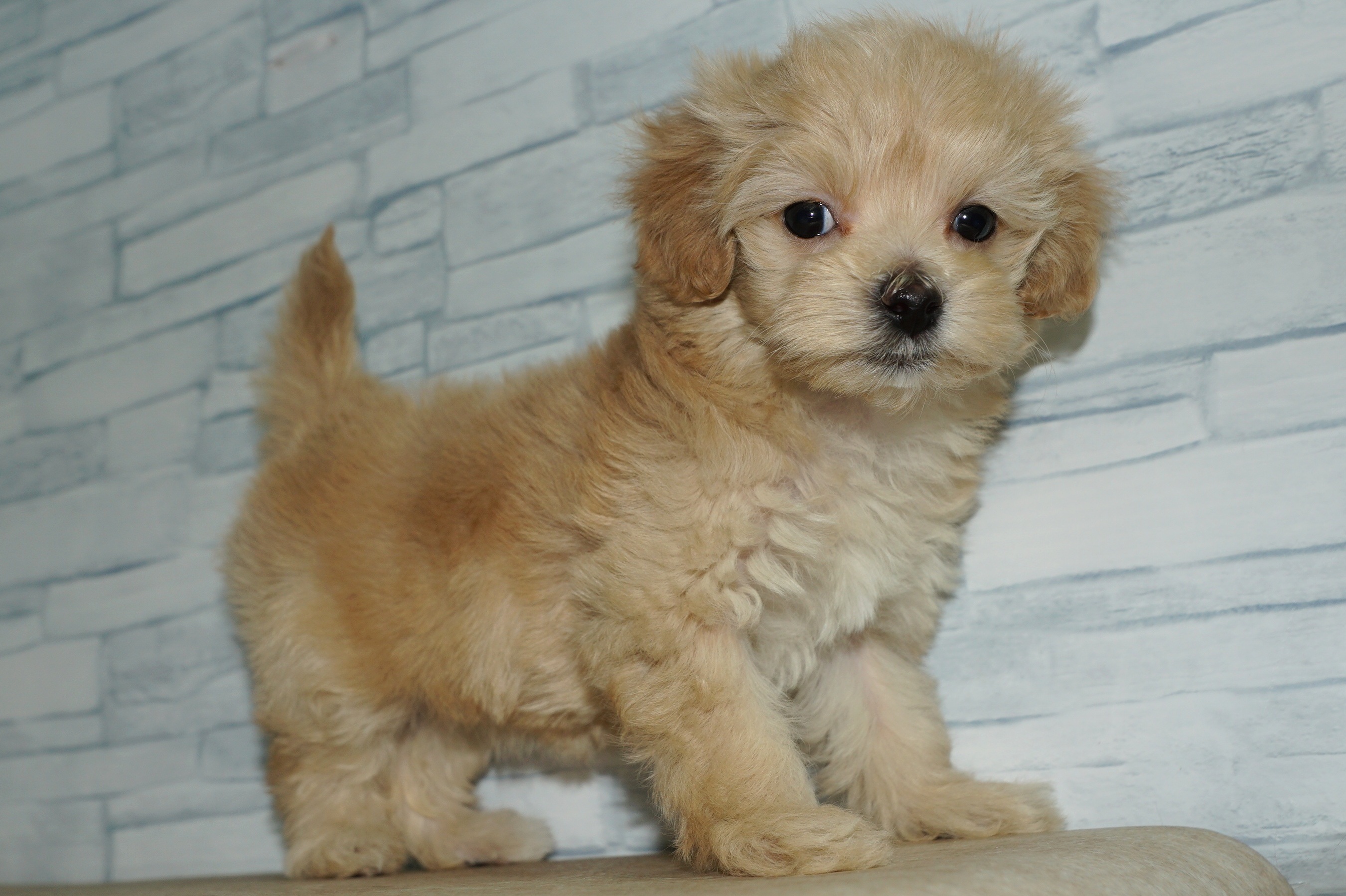 神奈川県のマルプー(マルチーズ×プードル) (きくちペット湘南平塚店/2025年12月29日生まれ/女の子/アプリコット)の子犬の2枚目の画像