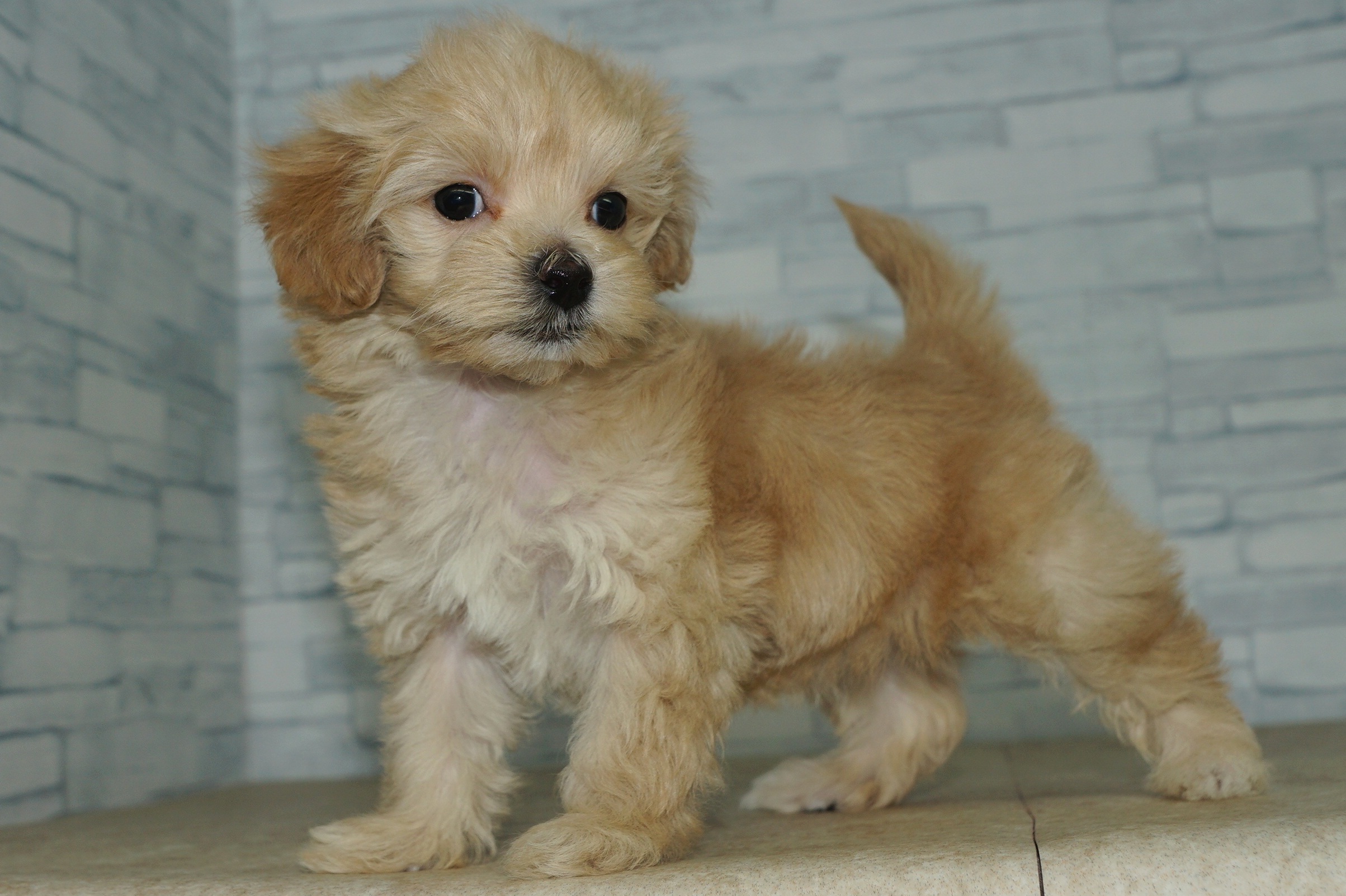 神奈川県のマルプー(マルチーズ×プードル) (きくちペット湘南平塚店/2025年12月29日生まれ/女の子/アプリコット)の子犬の3枚目の画像