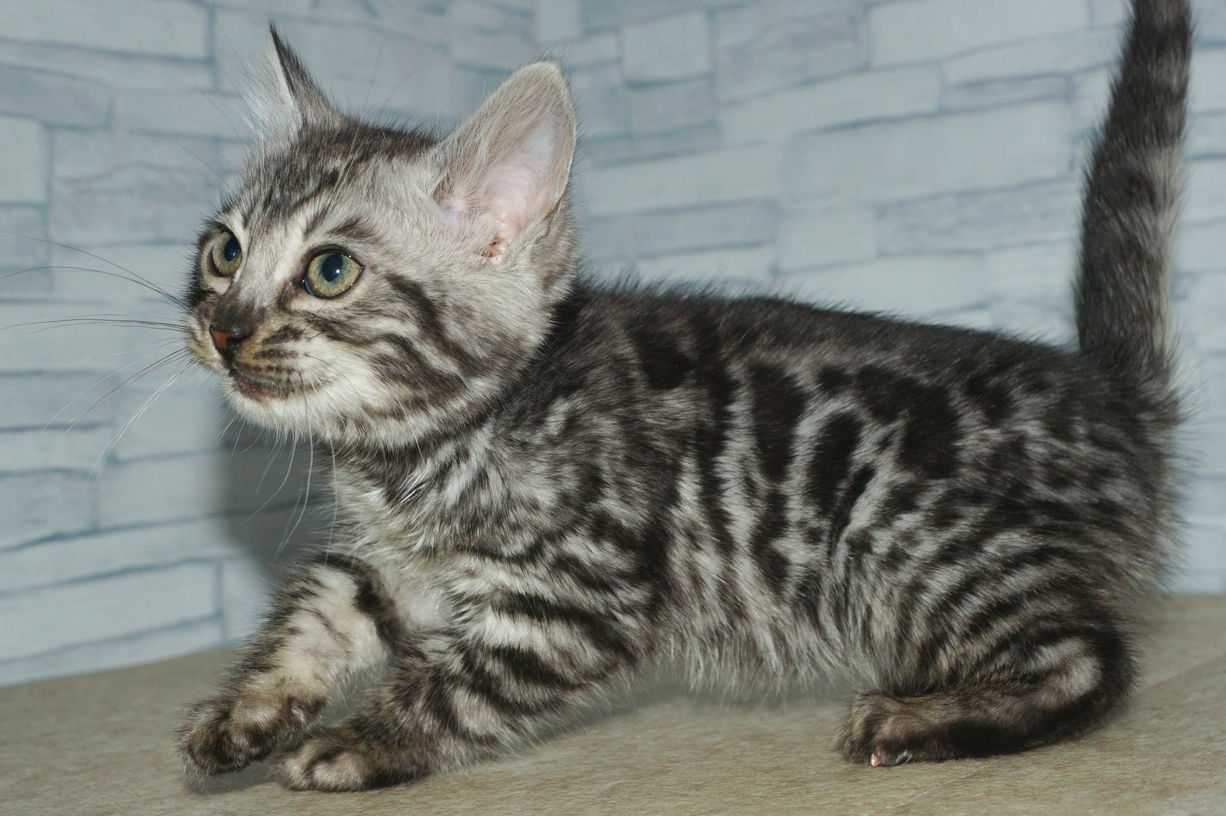 神奈川県のベンガル (きくちペット湘南平塚店/2025年12月28日生まれ/男の子/ブラック、シルバースポテッドタビー)の子猫の4枚目の画像