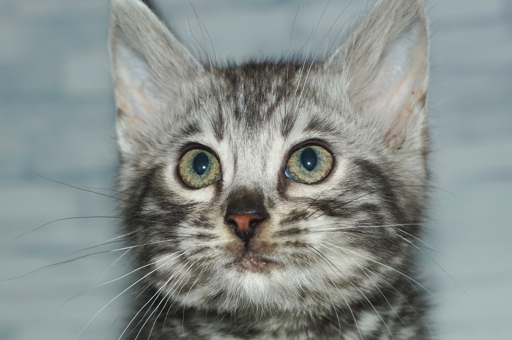 神奈川県のベンガル (きくちペット湘南平塚店/2025年12月28日生まれ/男の子/ブラック、シルバースポテッドタビー)の子猫の1枚目の画像