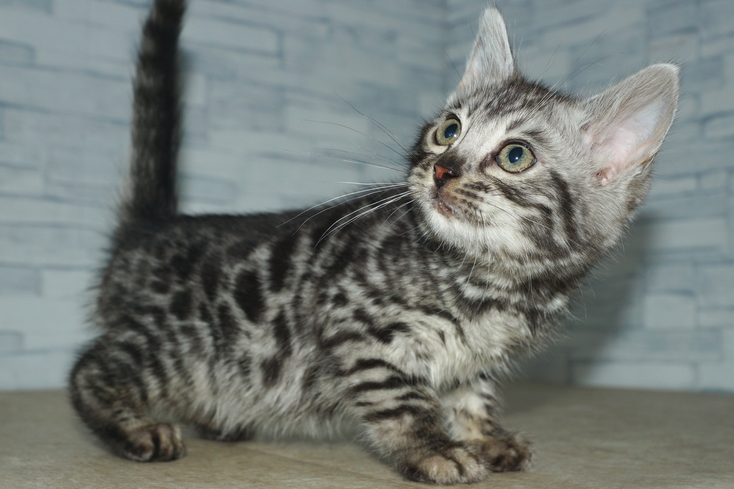 神奈川県のベンガル (きくちペット湘南平塚店/2025年12月28日生まれ/男の子/ブラック、シルバースポテッドタビー)の子猫の3枚目の画像