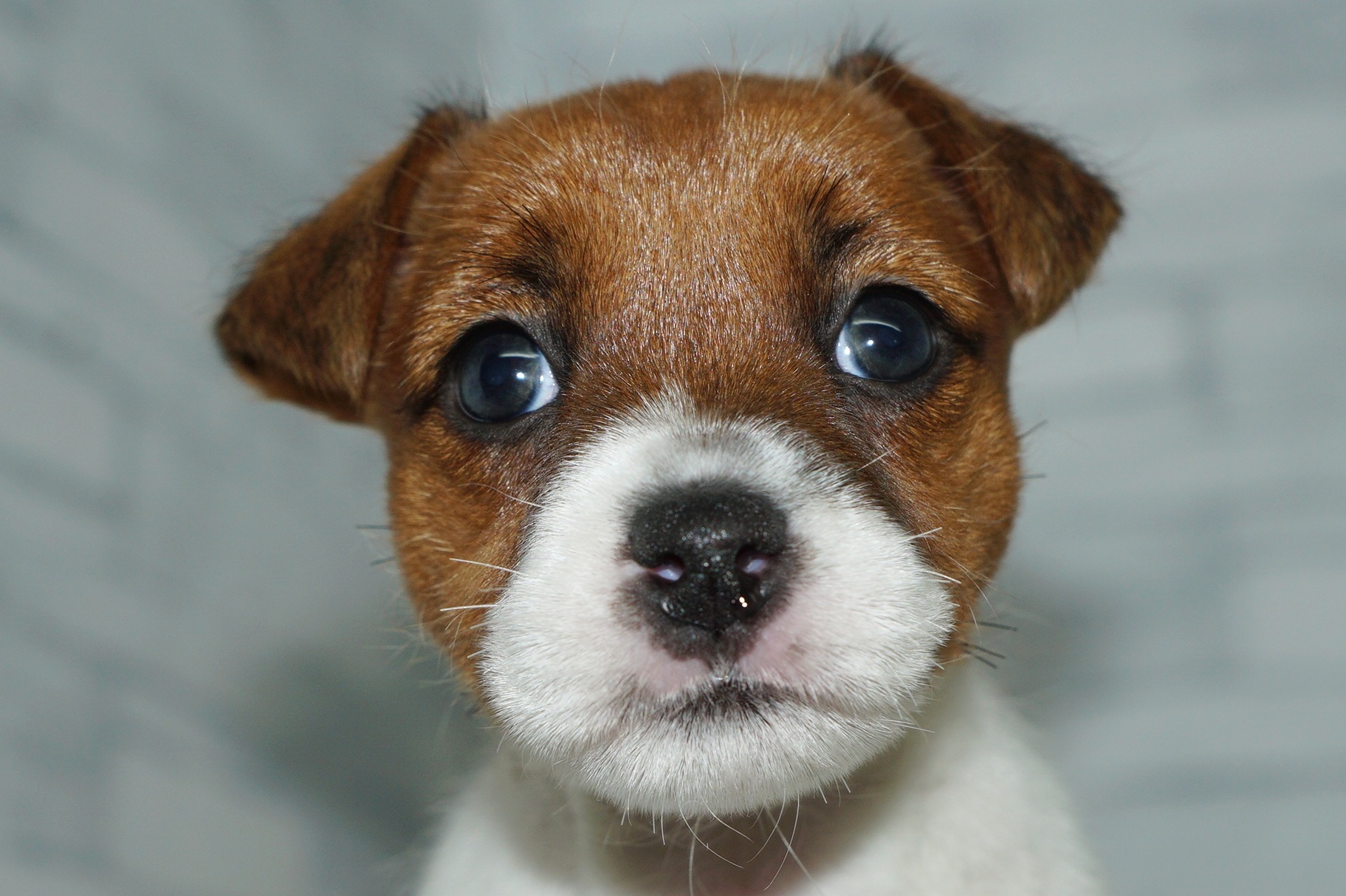 神奈川県のジャックラッセルテリア (きくちペット湘南平塚店/2026年1月2日生まれ/女の子/ホワイトタン)の子犬の1枚目の画像