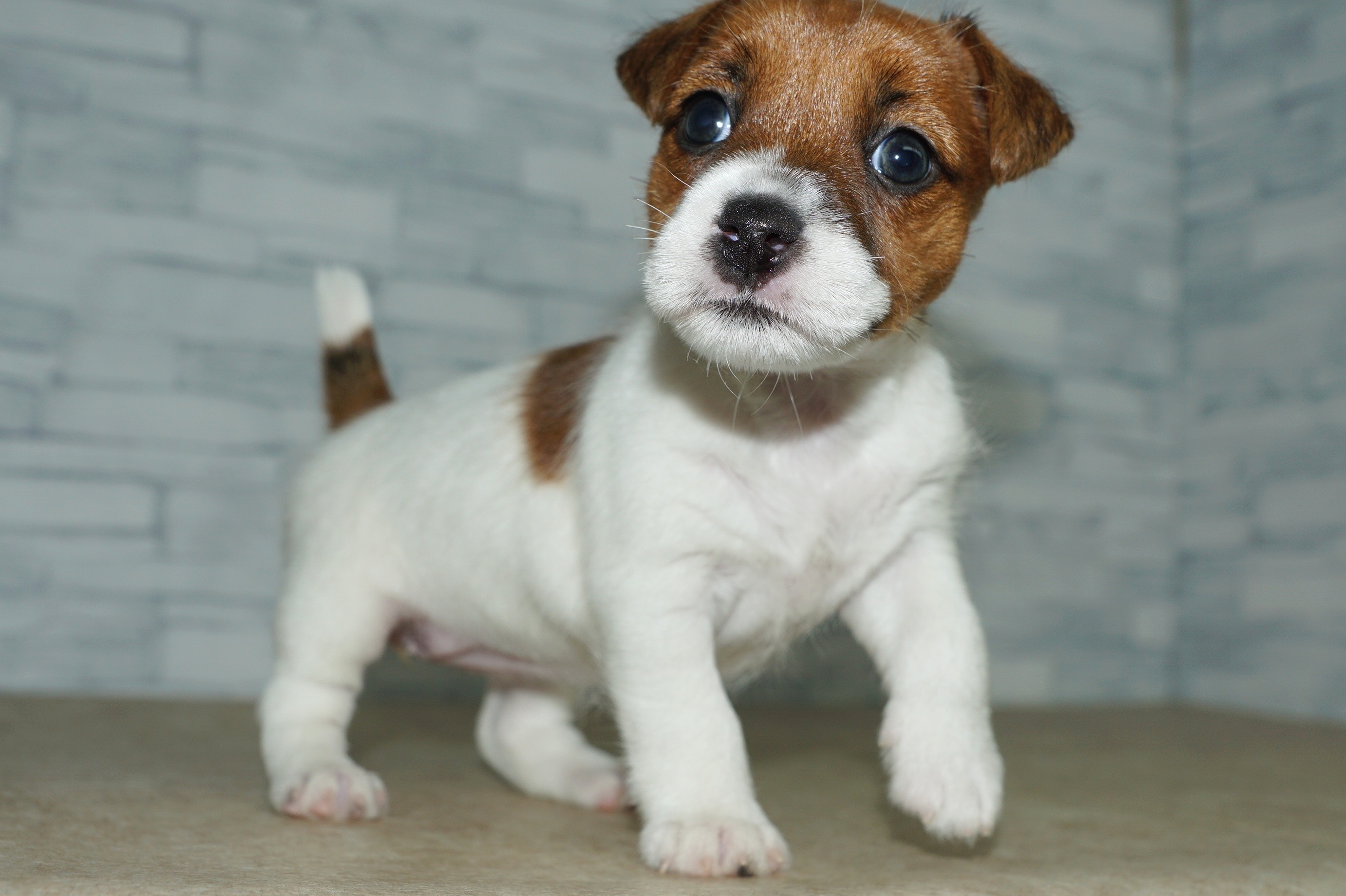 神奈川県のジャックラッセルテリア (きくちペット湘南平塚店/2026年1月2日生まれ/女の子/ホワイトタン)の子犬の4枚目の画像