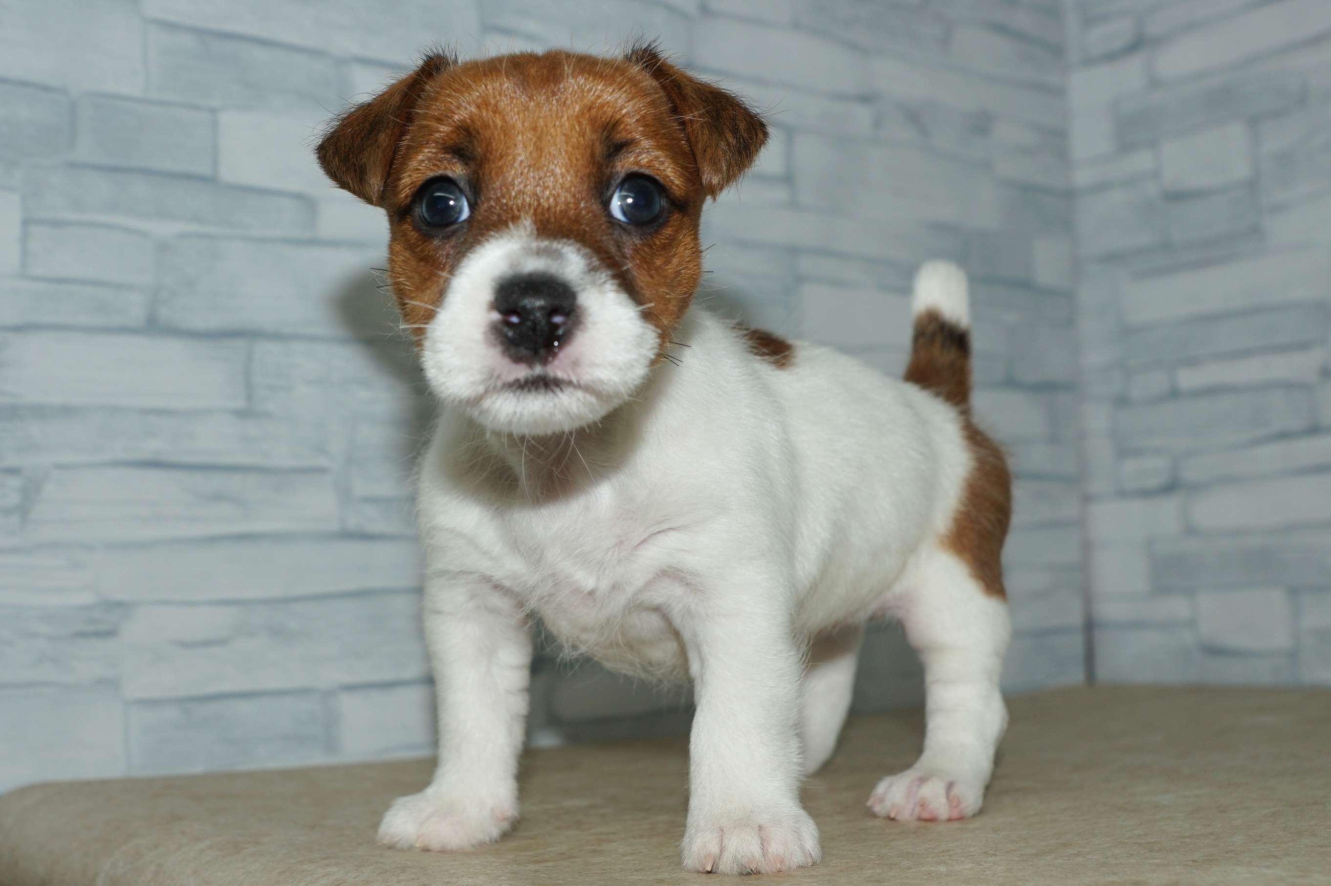 神奈川県のジャックラッセルテリア (きくちペット湘南平塚店/2026年1月2日生まれ/女の子/ホワイトタン)の子犬の3枚目の画像