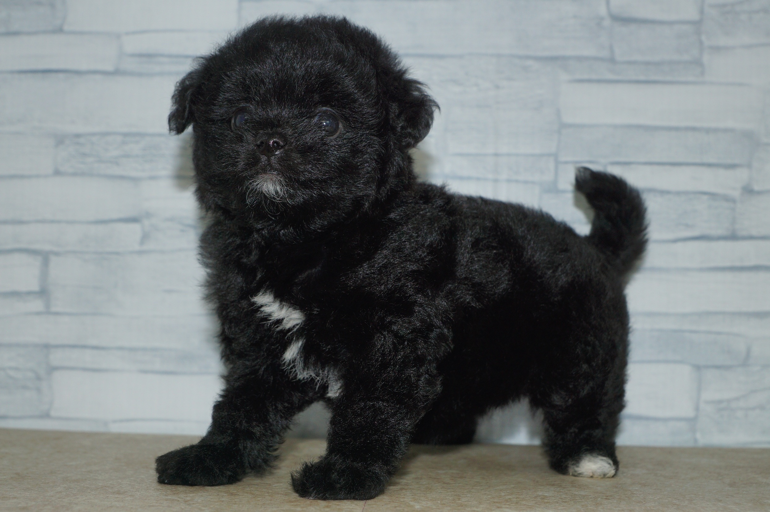 神奈川県のマルプー(マルチーズ×プードル) (きくちペット湘南平塚店/2026年1月1日生まれ/女の子/ブラックホワイト)の子犬の3枚目の画像