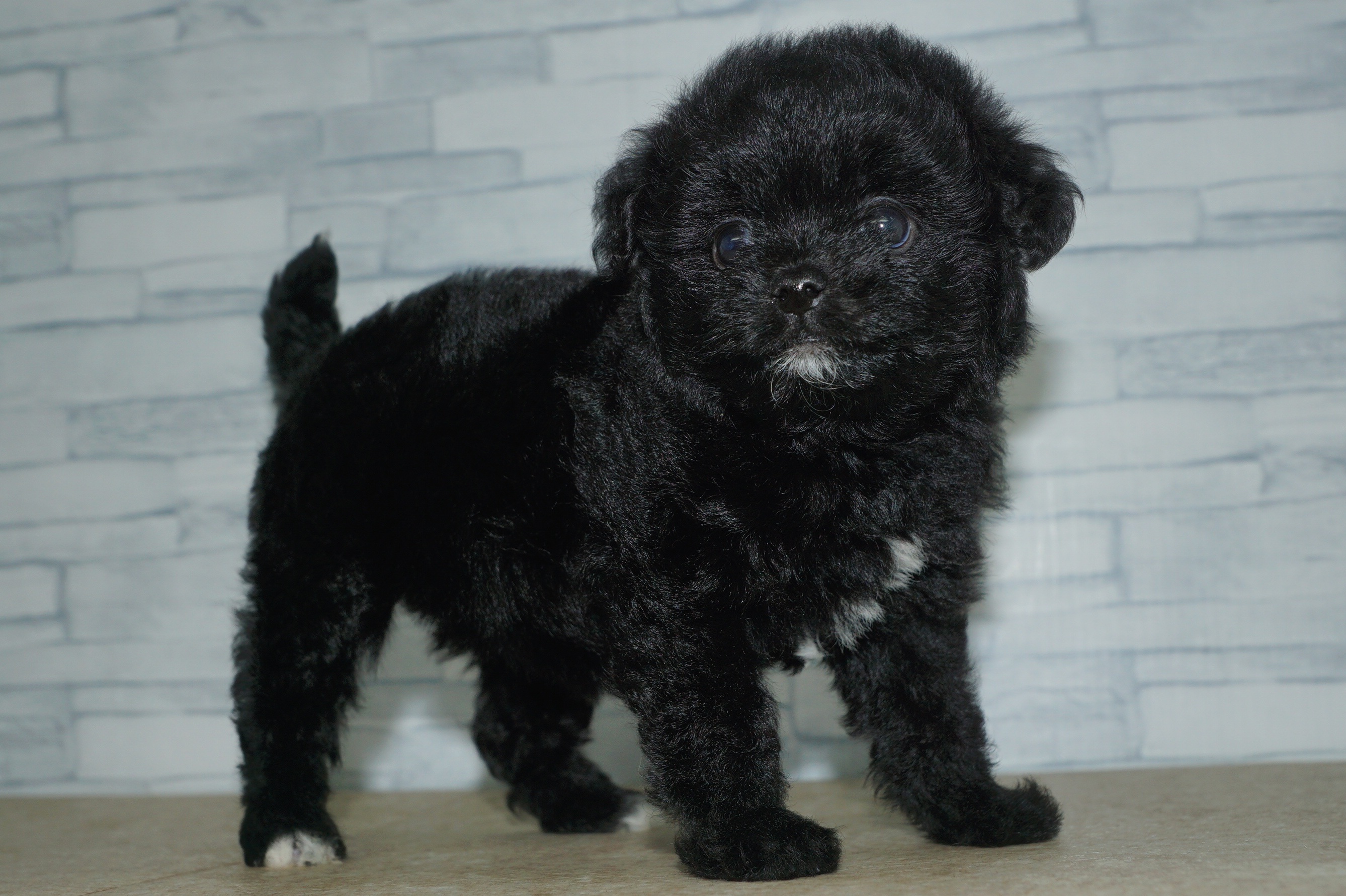 神奈川県のマルプー(マルチーズ×プードル) (きくちペット湘南平塚店/2026年1月1日生まれ/女の子/ブラックホワイト)の子犬の4枚目の画像