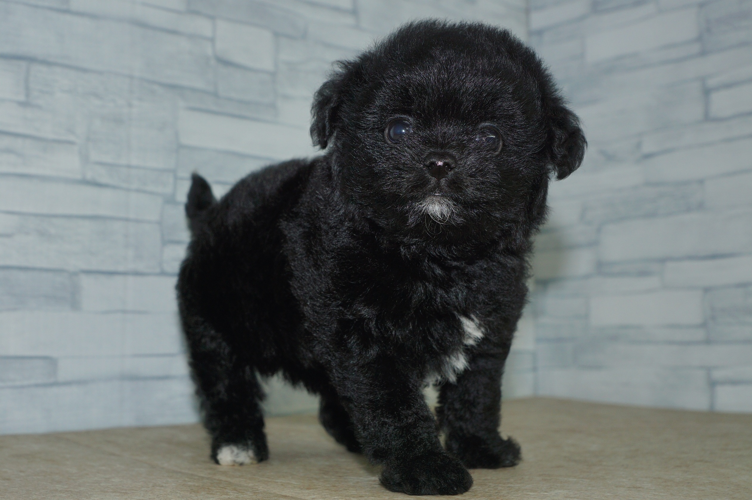 神奈川県のマルプー(マルチーズ×プードル) (きくちペット湘南平塚店/2026年1月1日生まれ/女の子/ブラックホワイト)の子犬の2枚目の画像