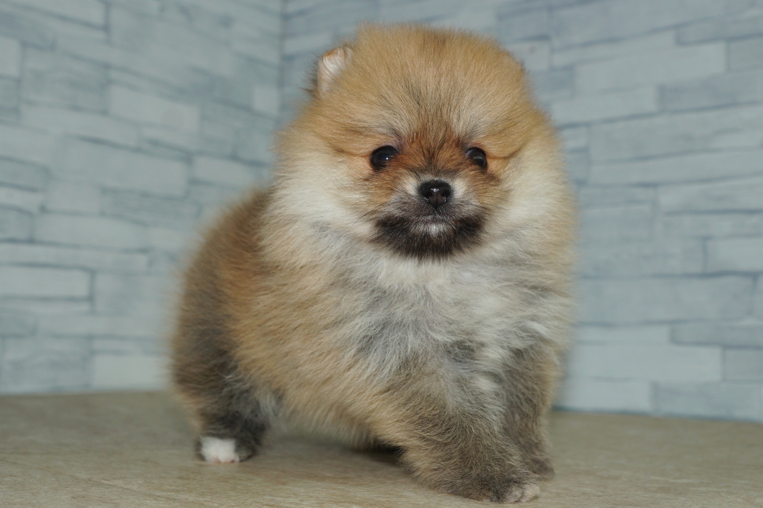 神奈川県のポメラニアン (きくちペット湘南平塚店/2026年1月2日生まれ/女の子/オレンジ)の子犬の4枚目の画像